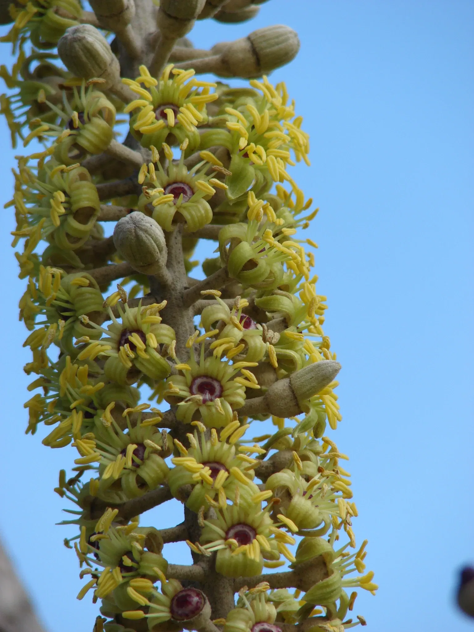 Jardín botánico de Maui Nui