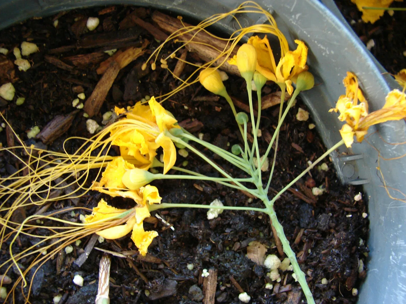 Maui Nui Botanical Gardens