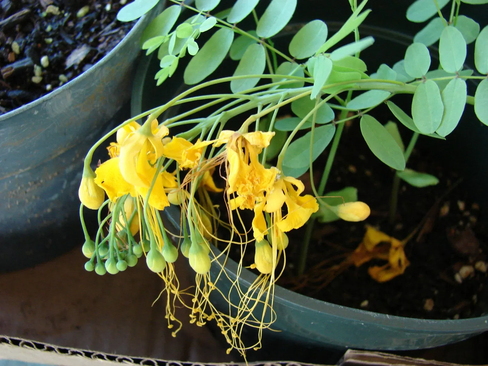 Maui Nui Botanical Gardens