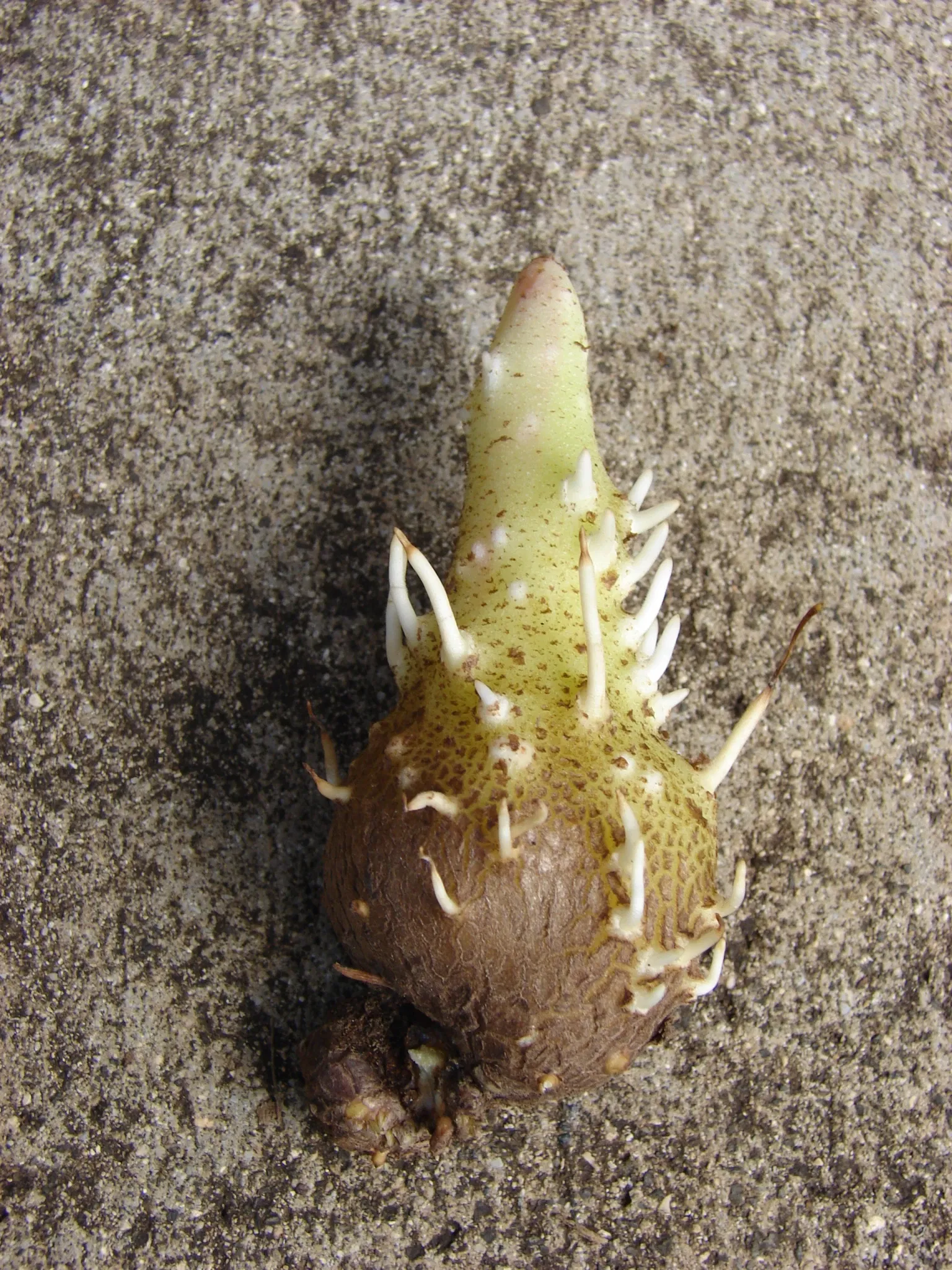 Jardín botánico de Maui Nui