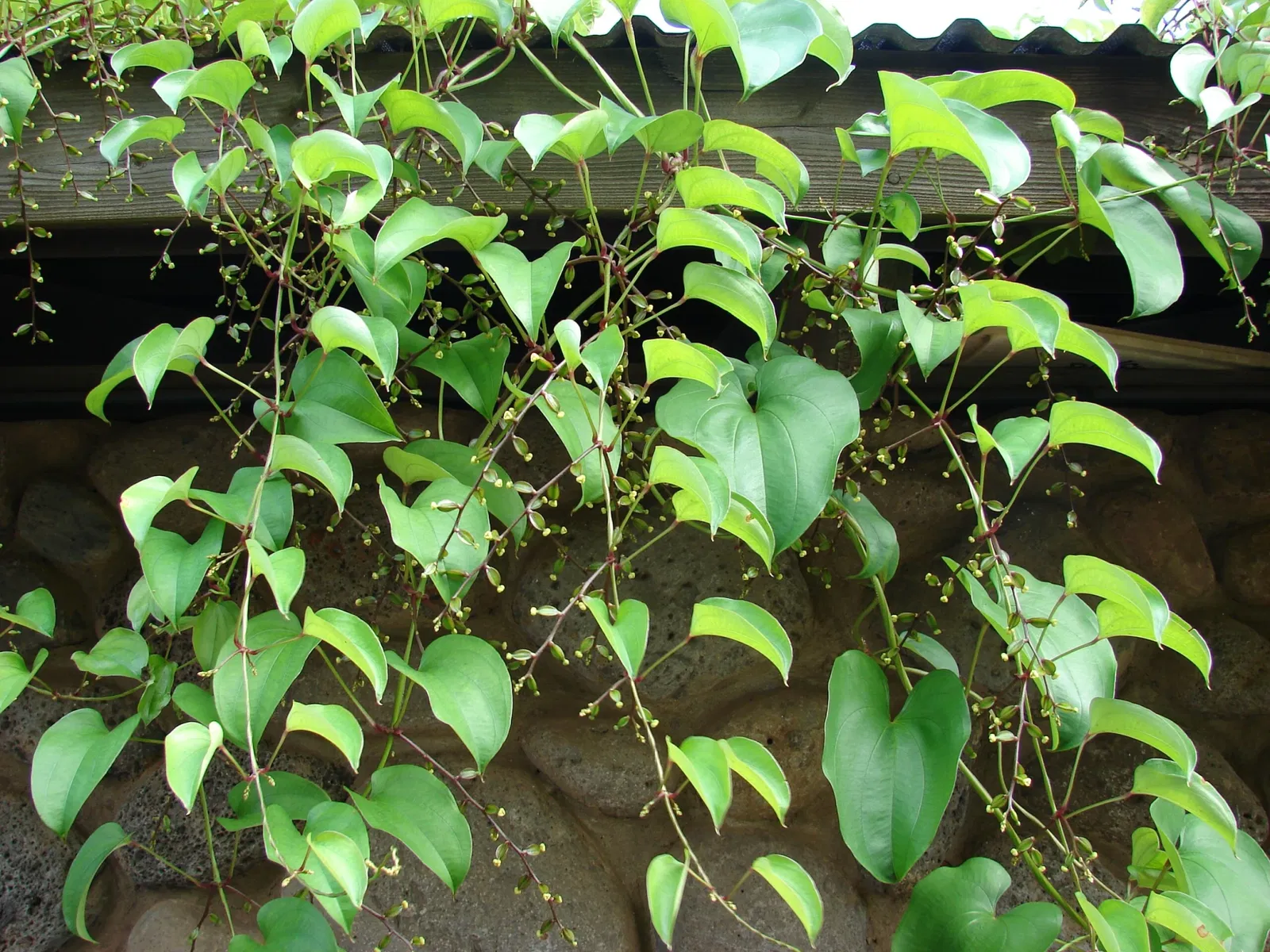 Maui Nui Botanical Gardens