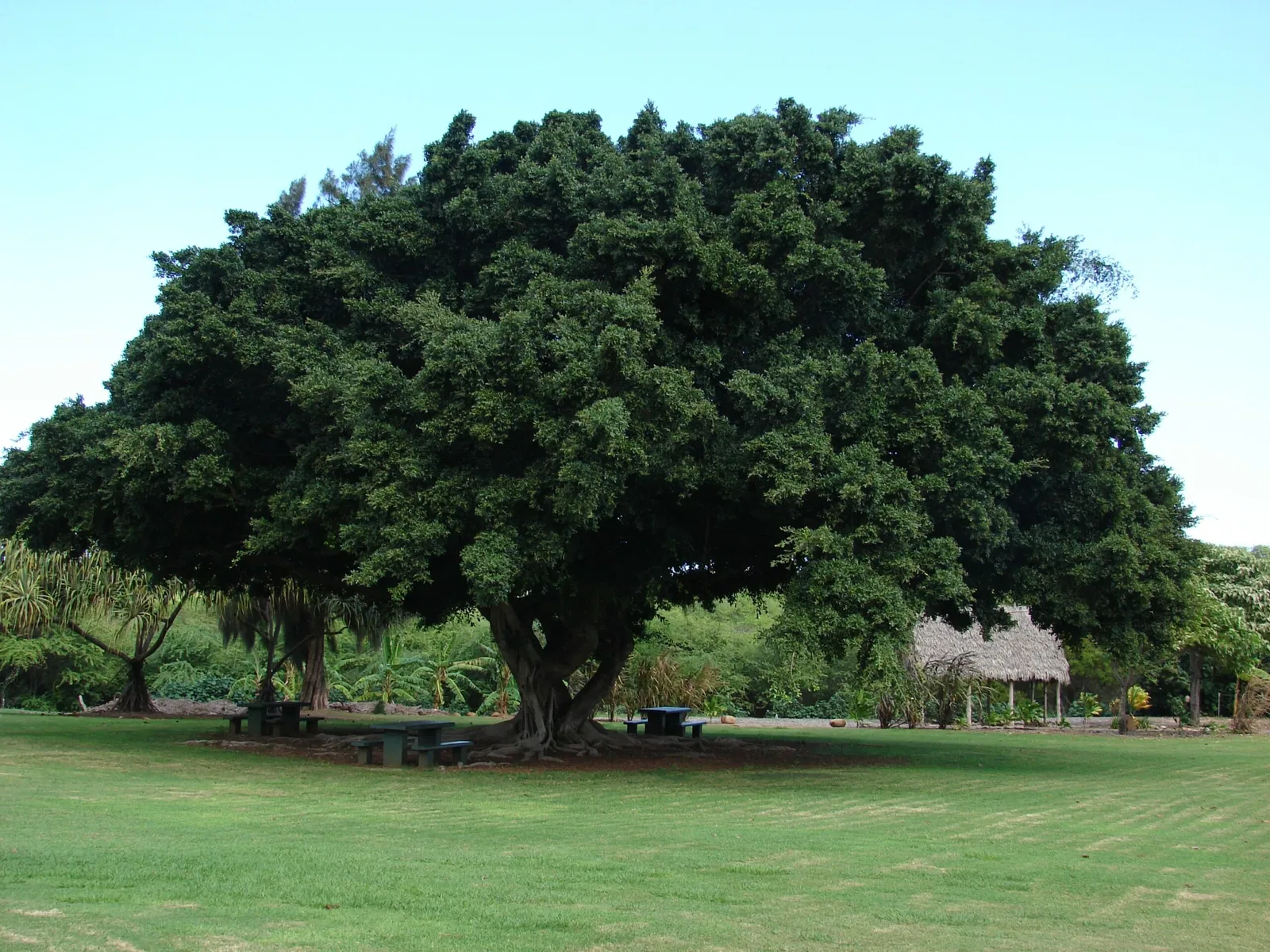 Jardín botánico de Maui Nui