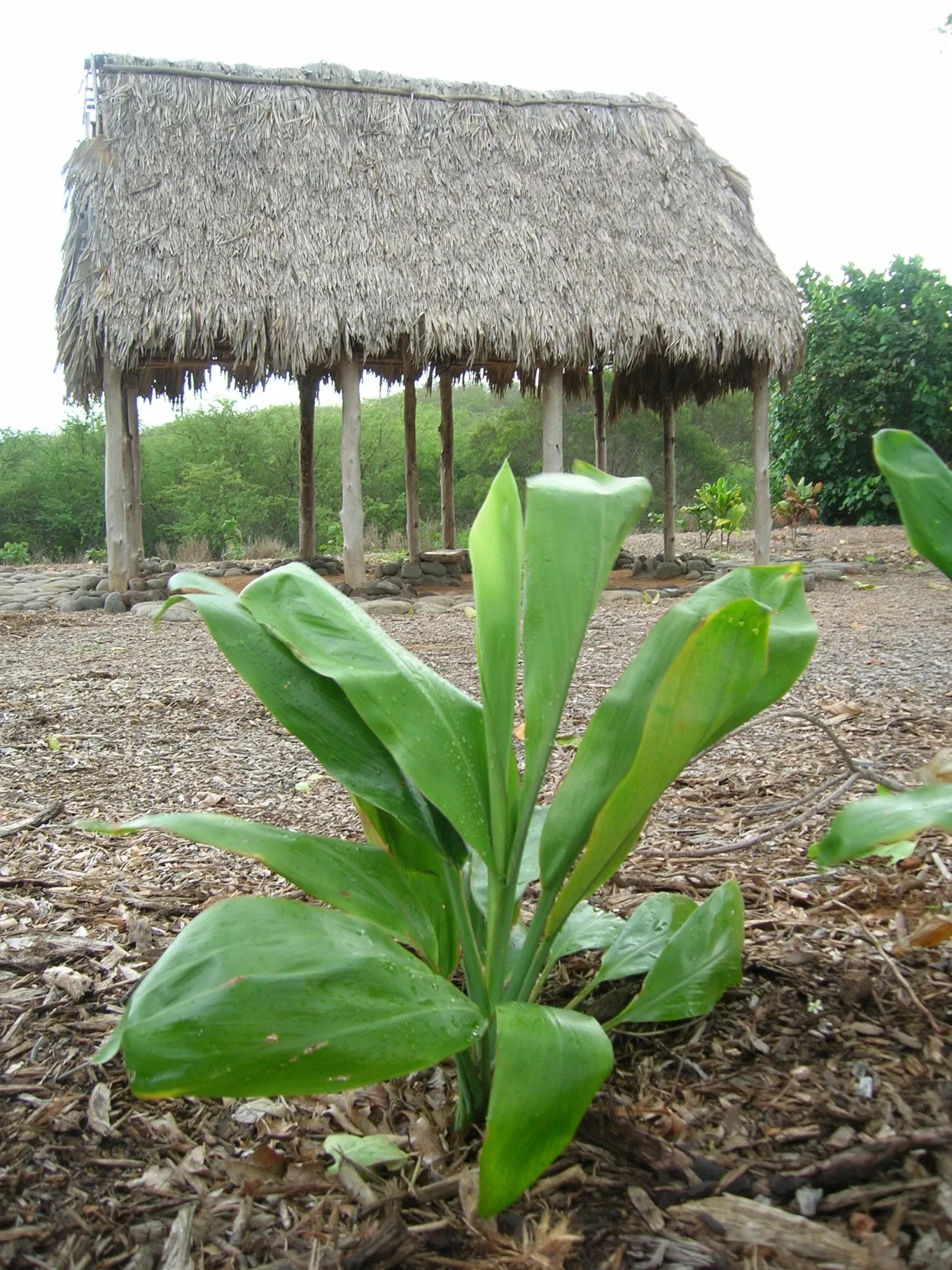 Maui Nui Botanical Gardens