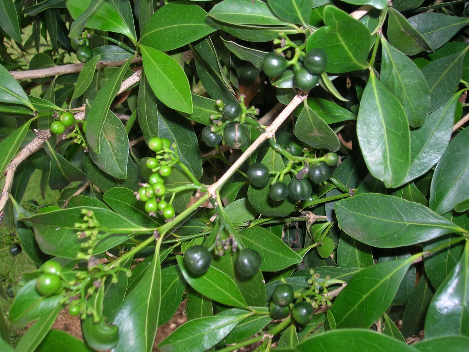 Maui Nui Botanical Gardens
