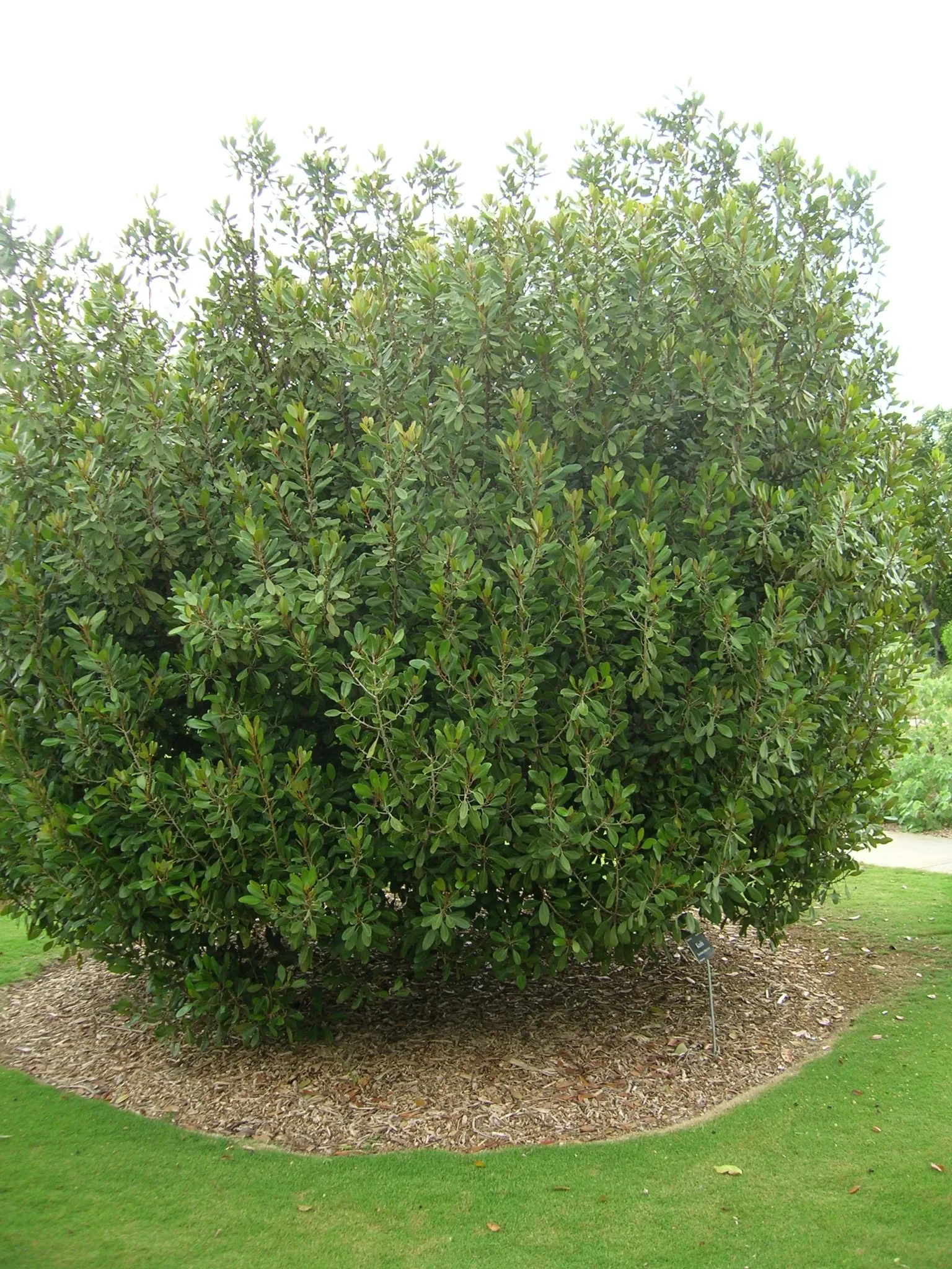 Jardín botánico de Maui Nui