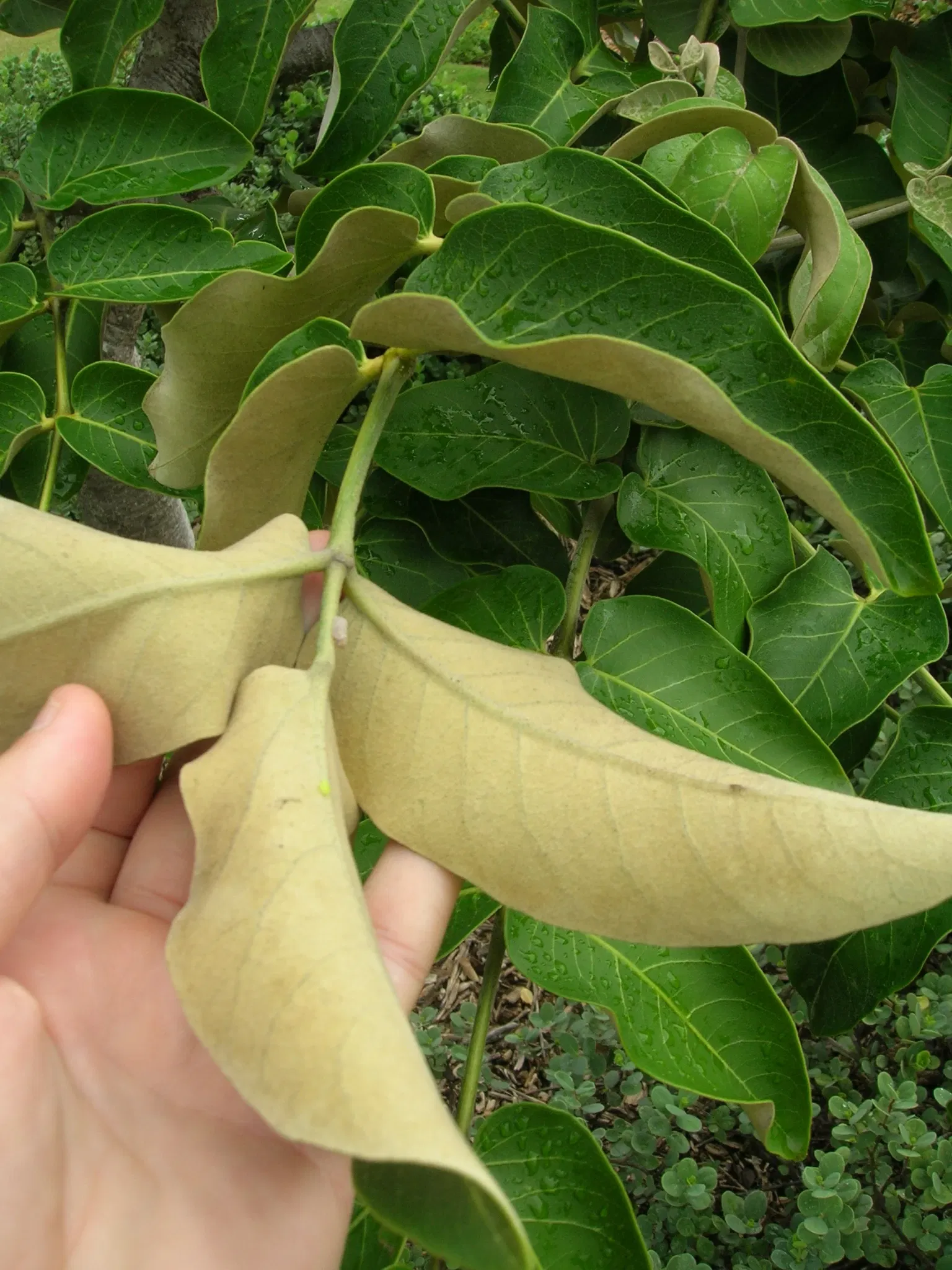 Maui Nui Botanical Gardens