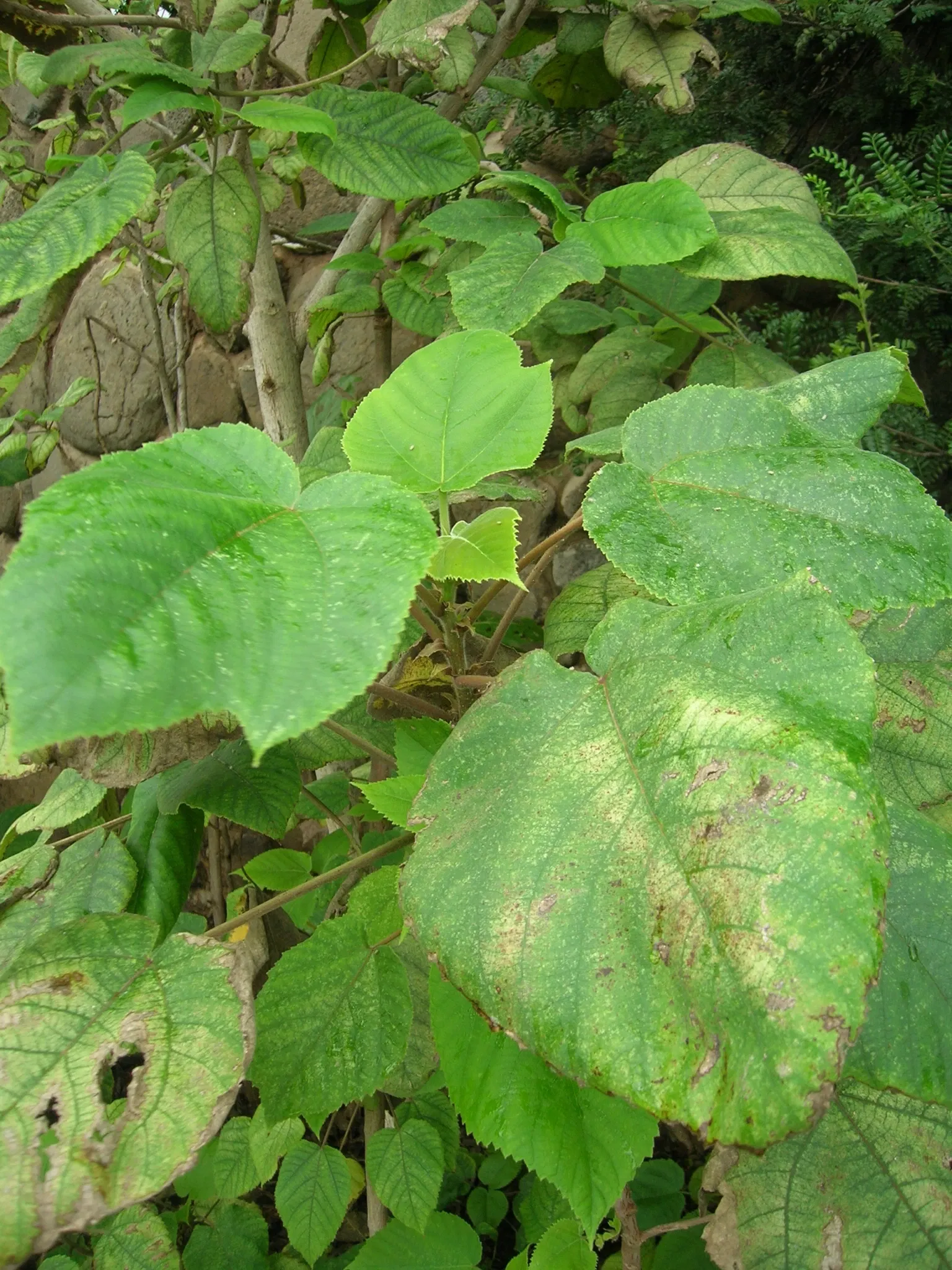 Jardín botánico de Maui Nui