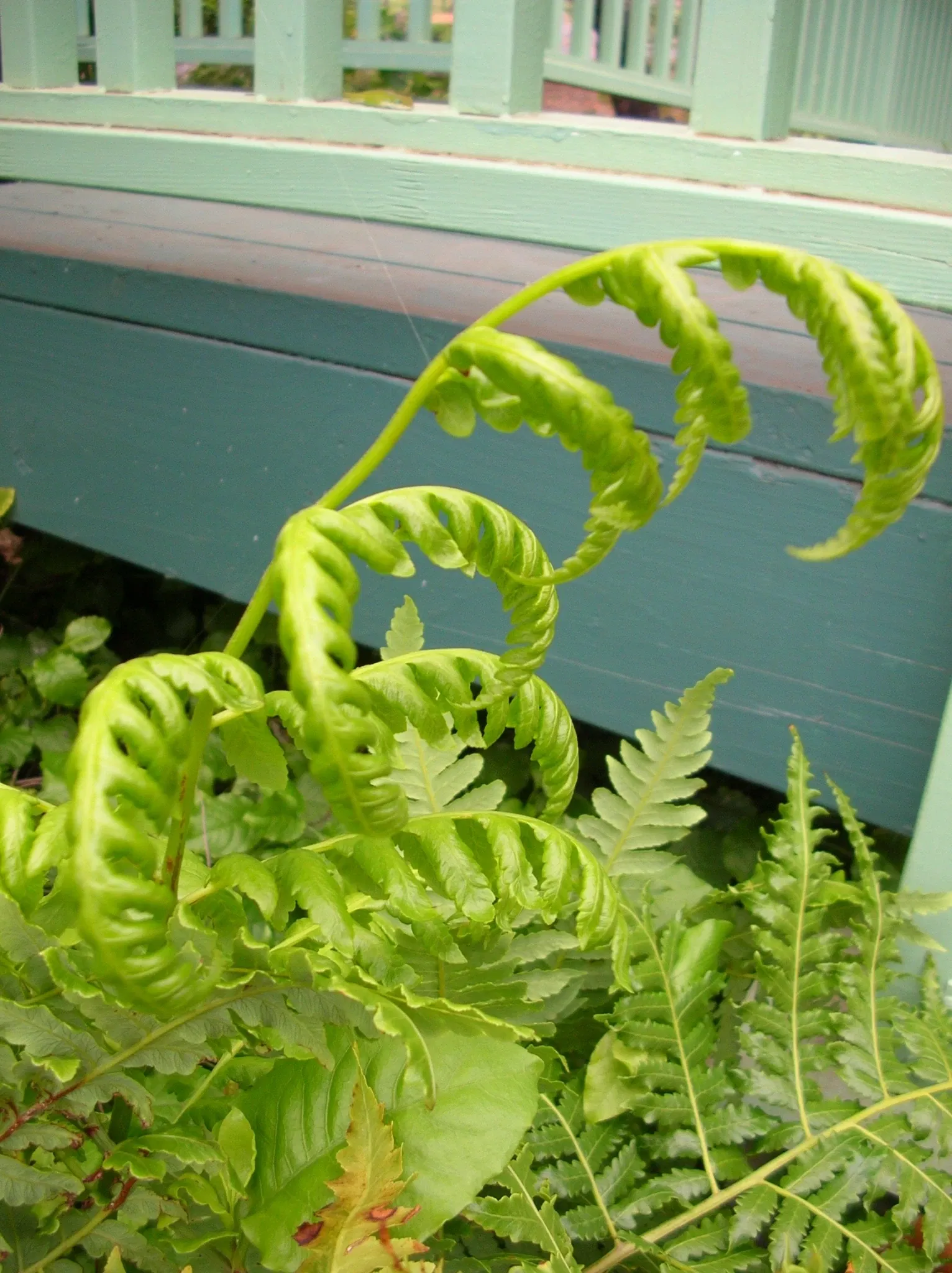 Jardín botánico de Maui Nui