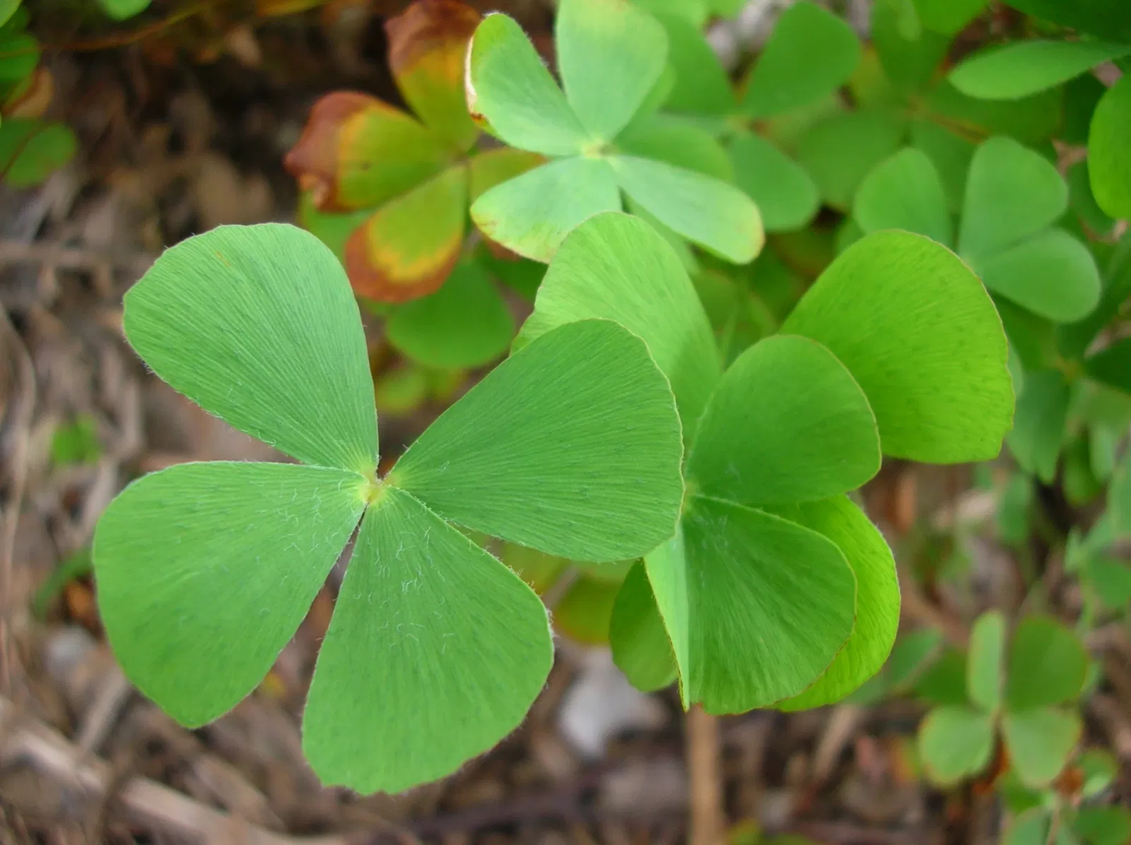 Jardín botánico de Maui Nui