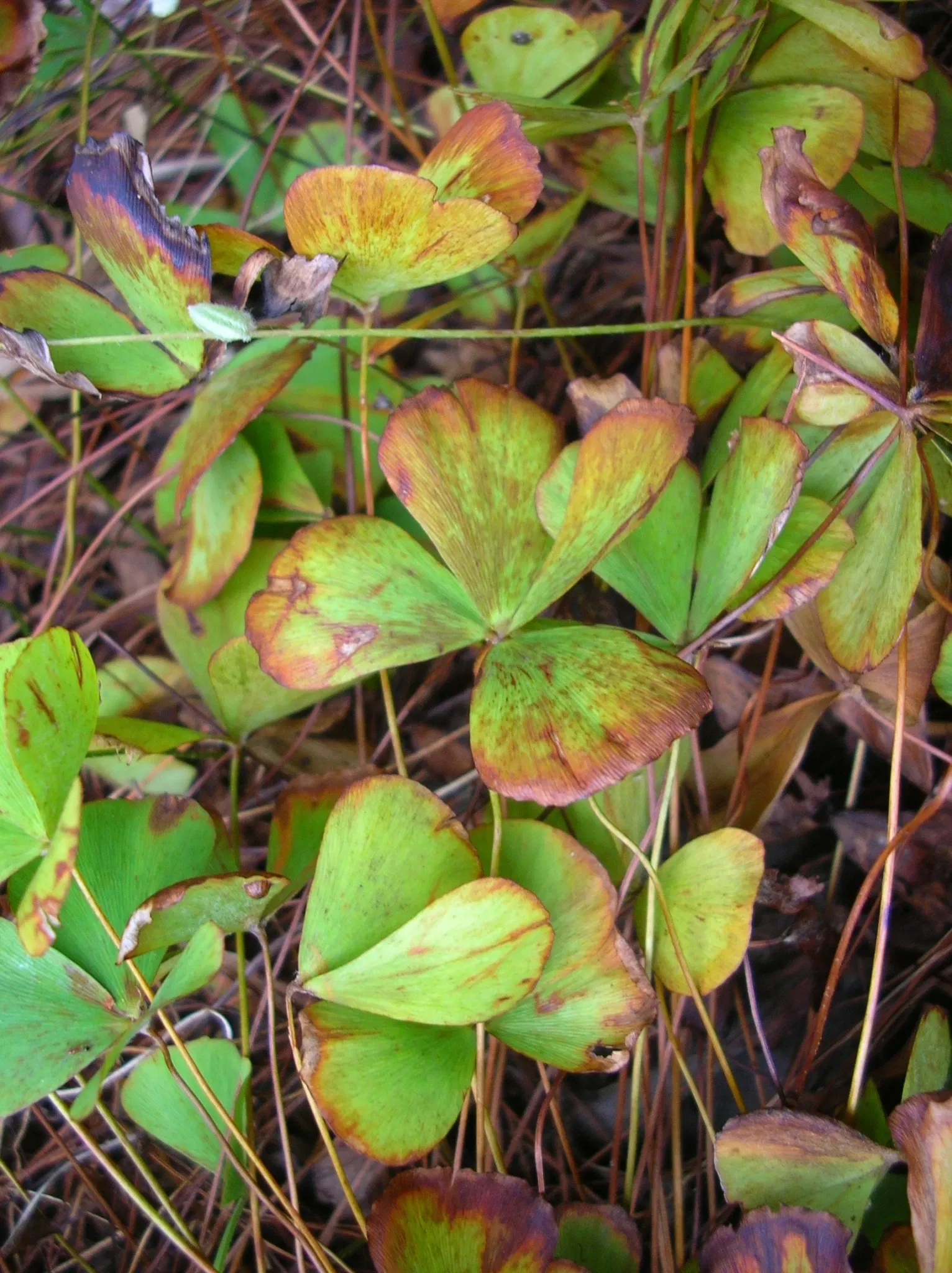 Maui Nui Botanical Gardens