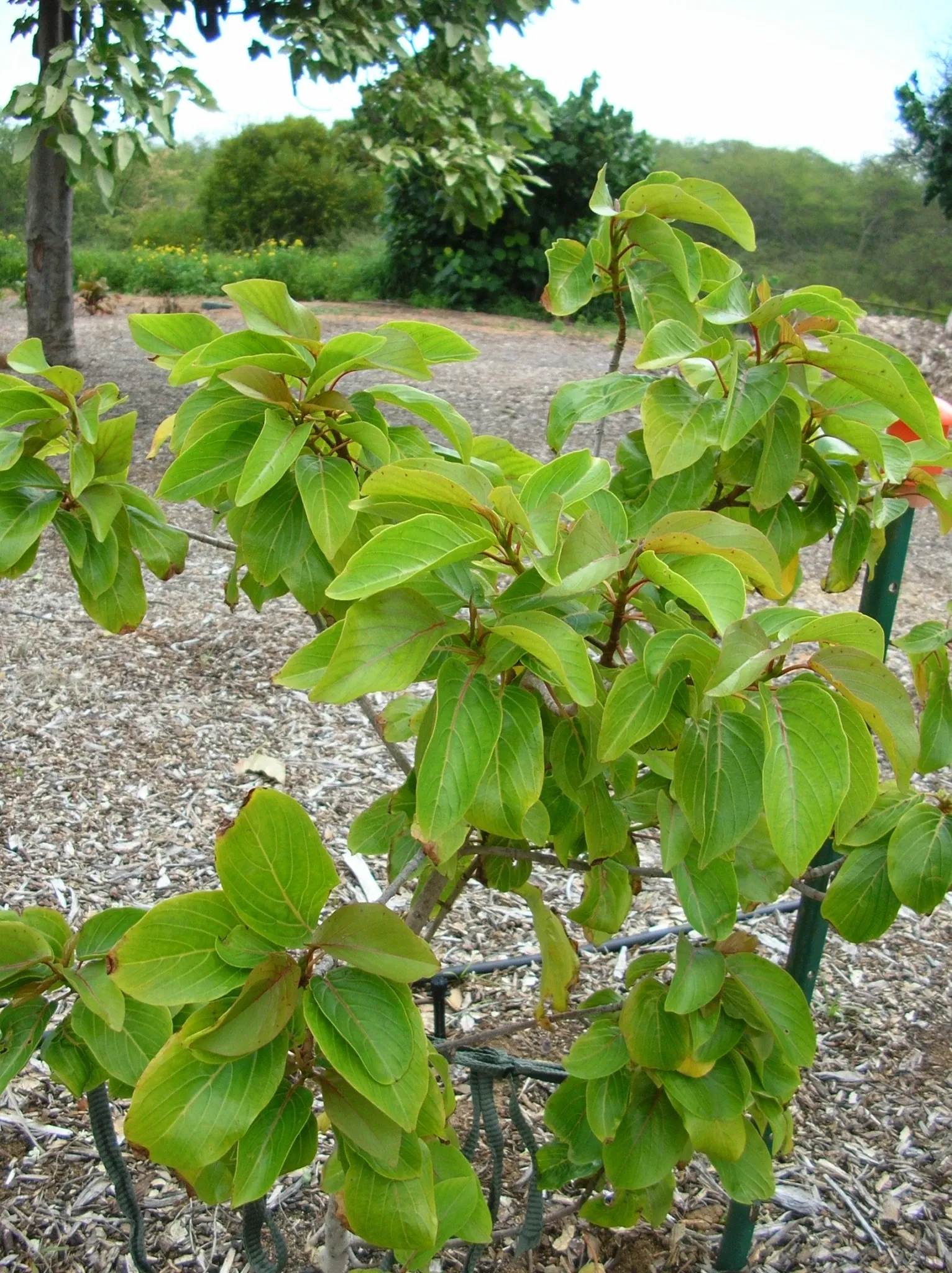 Jardín botánico de Maui Nui