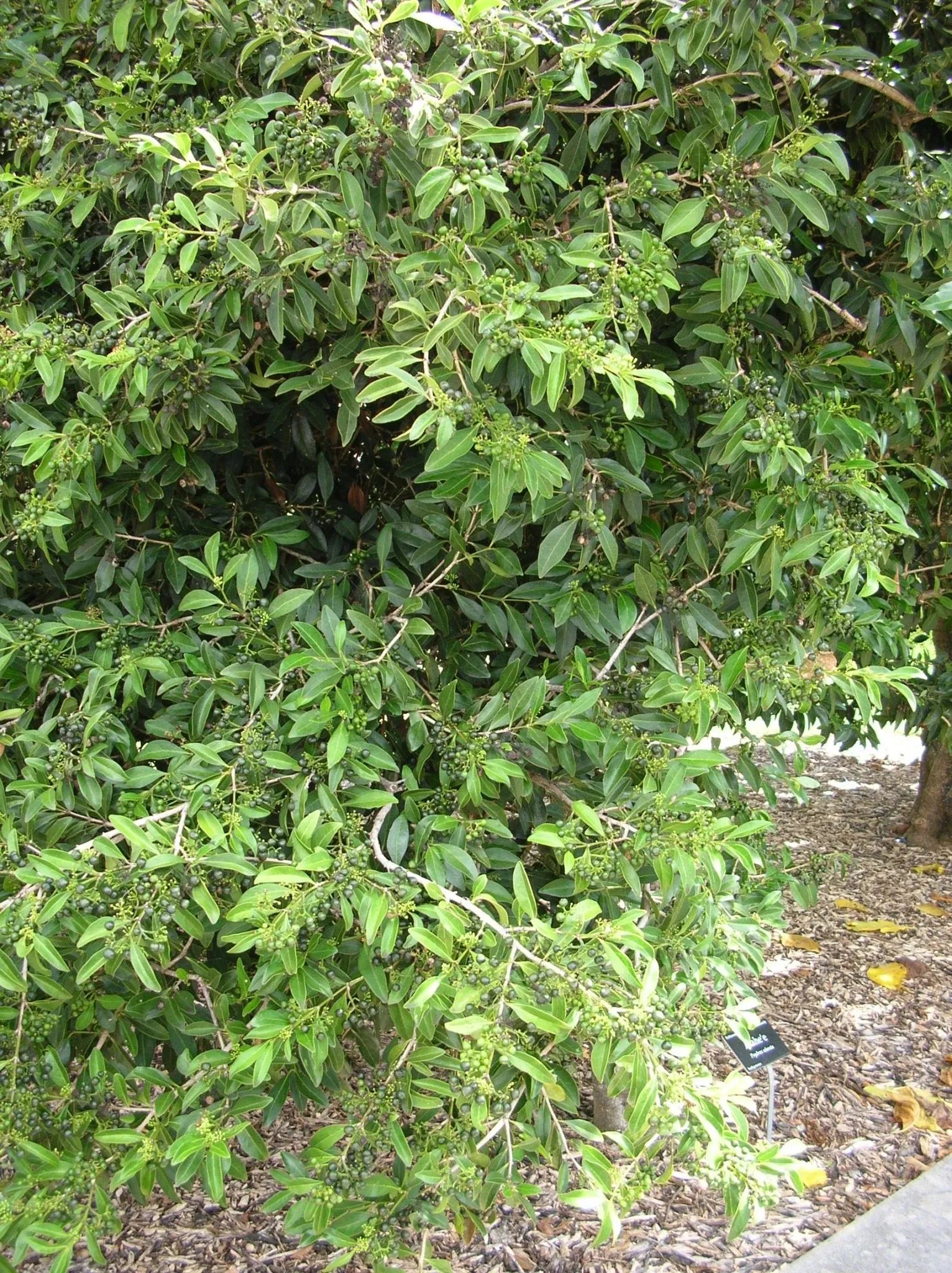 Jardín botánico de Maui Nui
