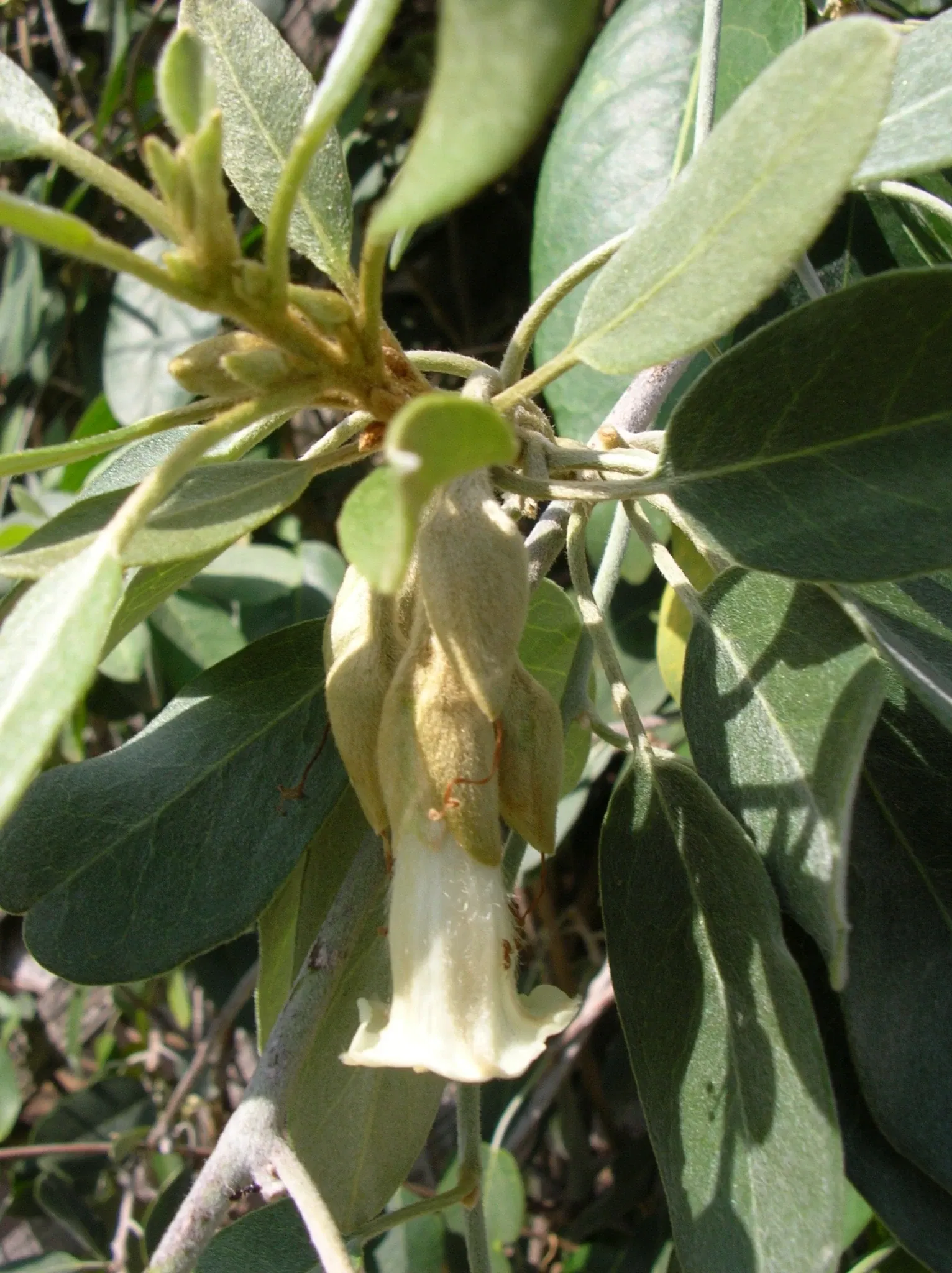 Maui Nui Botanical Gardens