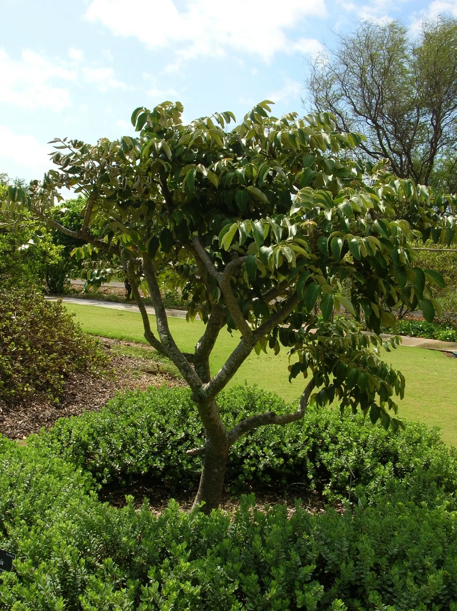 Maui Nui Botanical Gardens