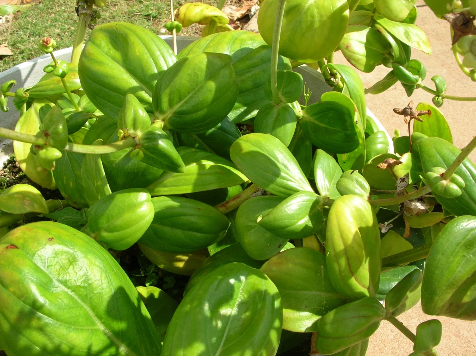 Maui Nui Botanical Gardens