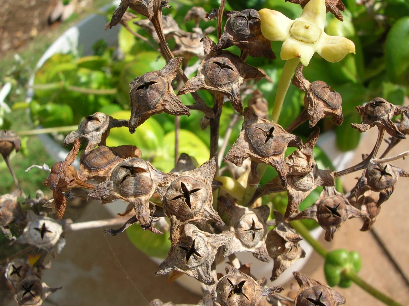 Maui Nui Botanical Gardens