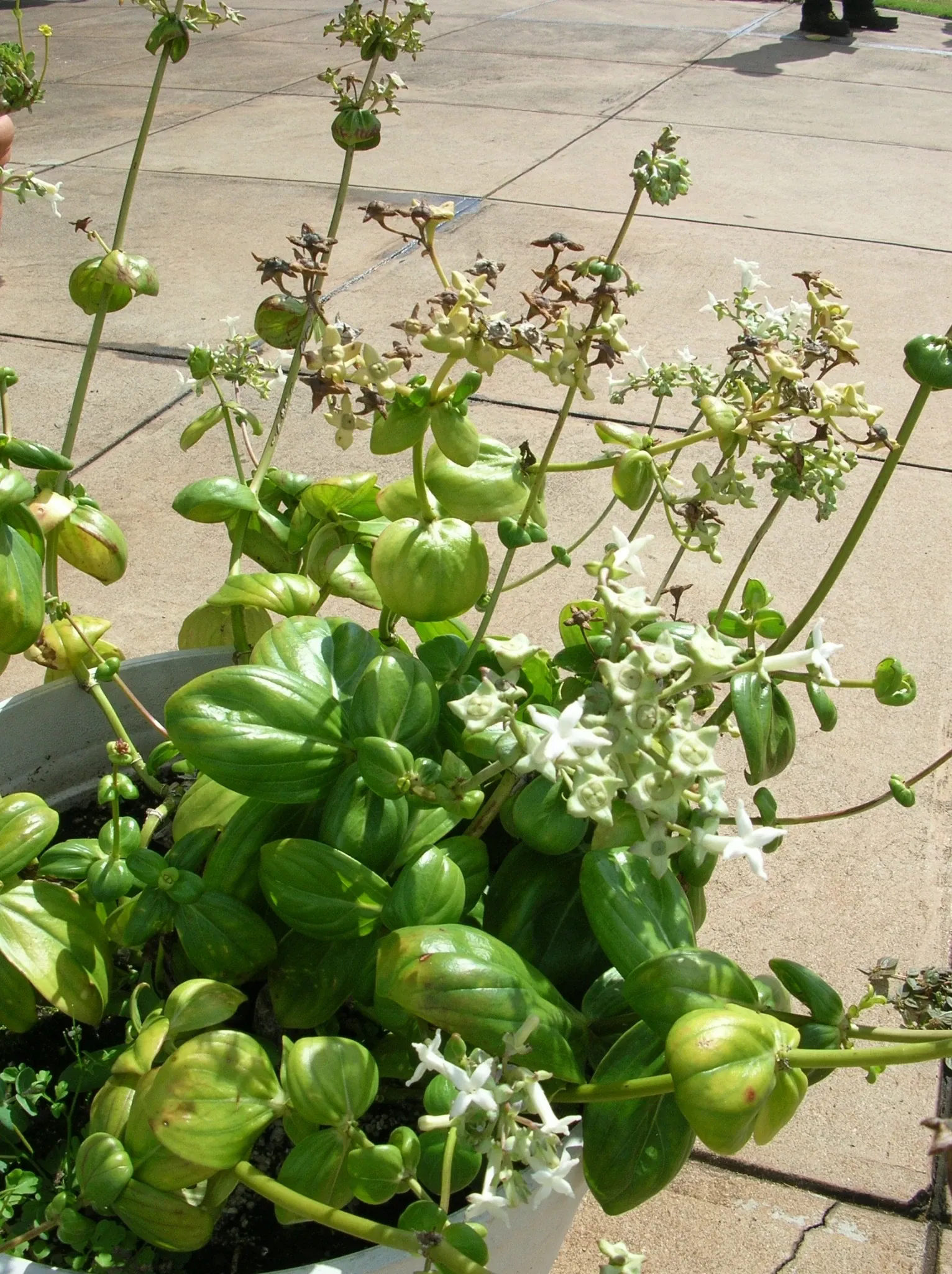 Jardín botánico de Maui Nui