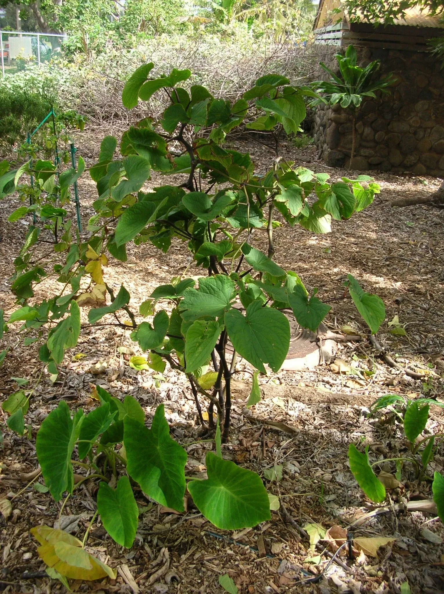 Jardín botánico de Maui Nui