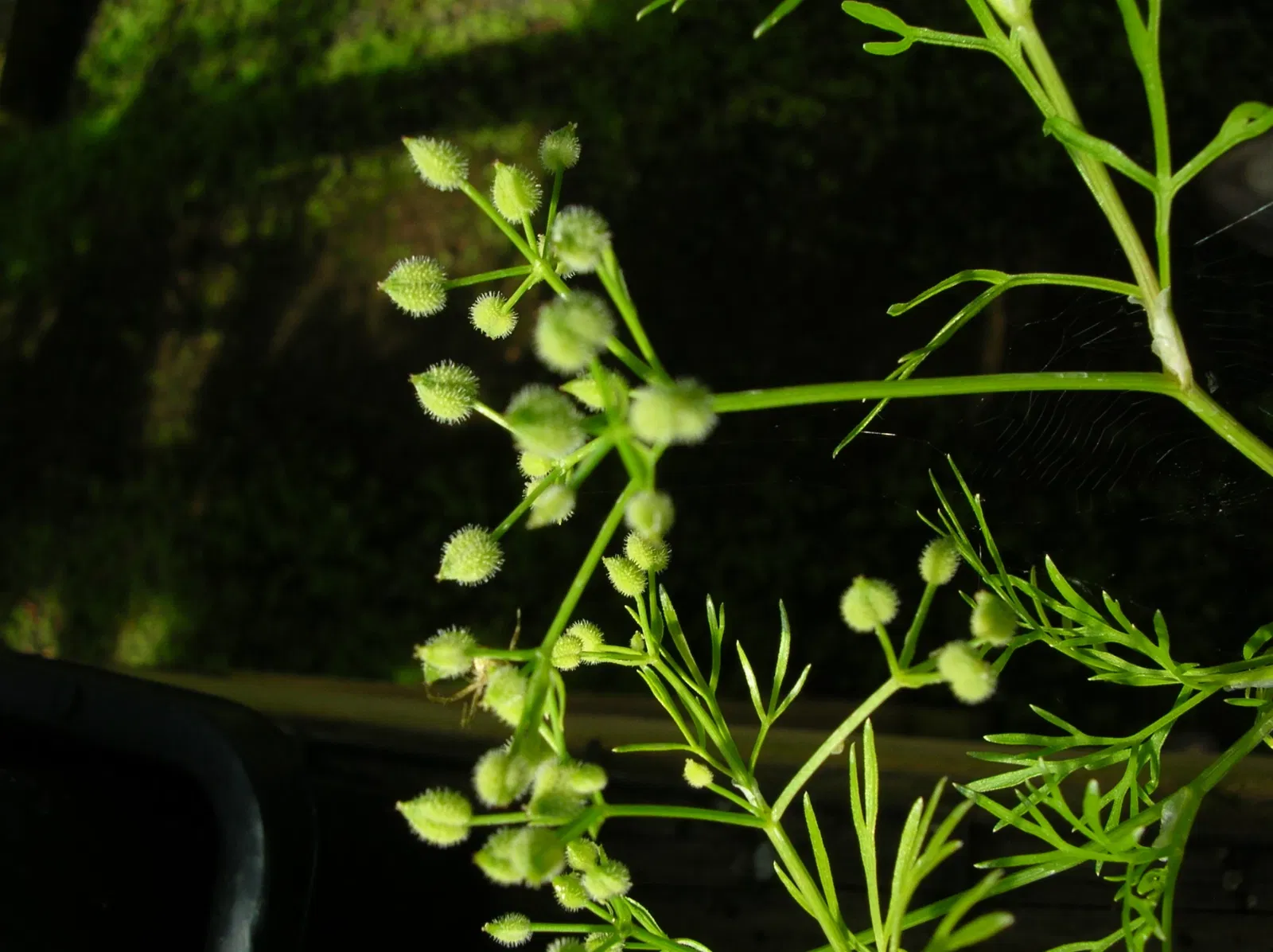 Jardín botánico de Maui Nui
