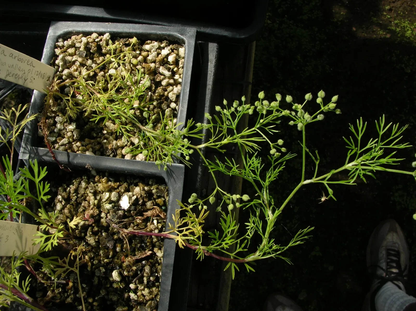 Maui Nui Botanical Gardens