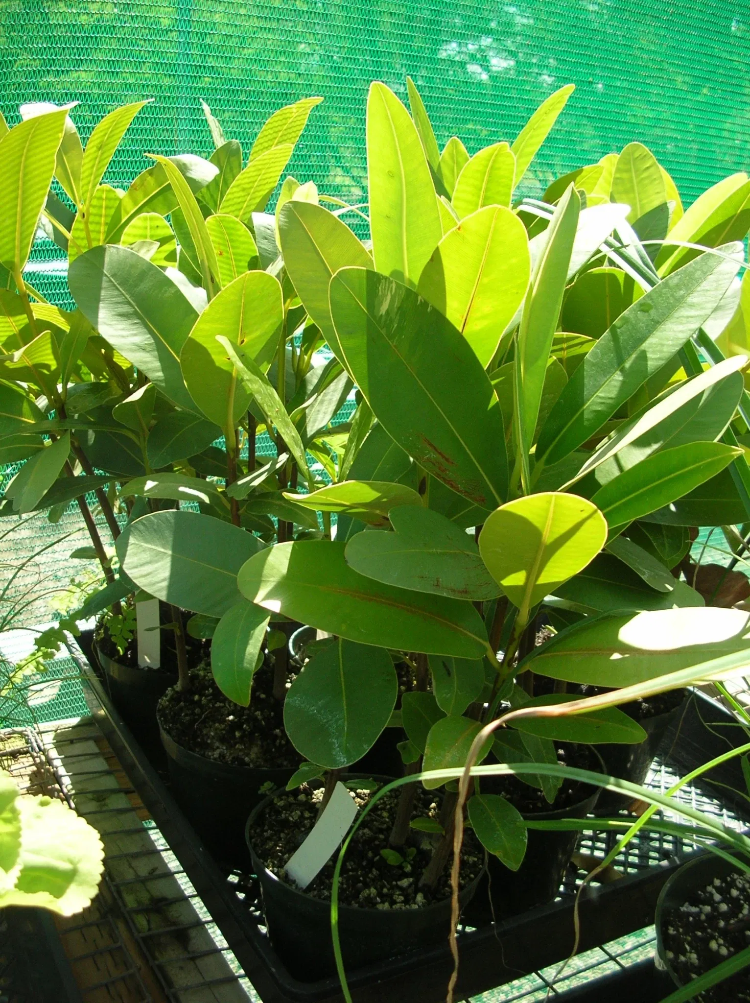 Jardín botánico de Maui Nui