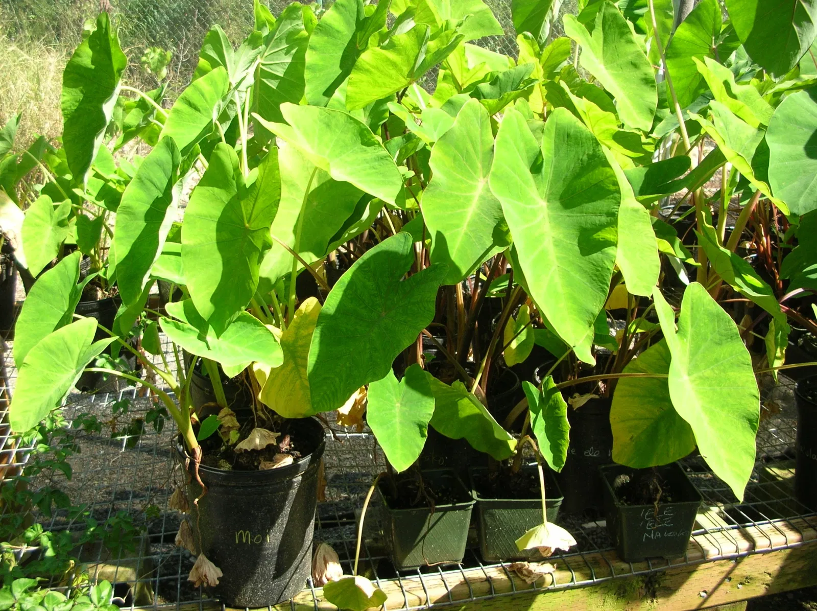Maui Nui Botanical Gardens