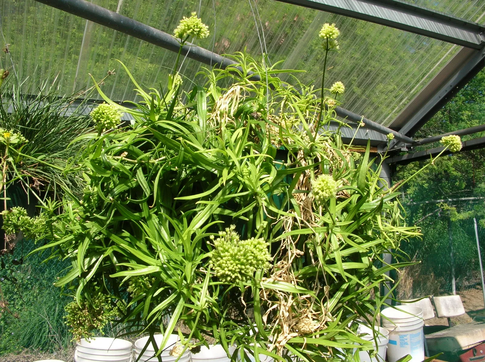 Jardín botánico de Maui Nui