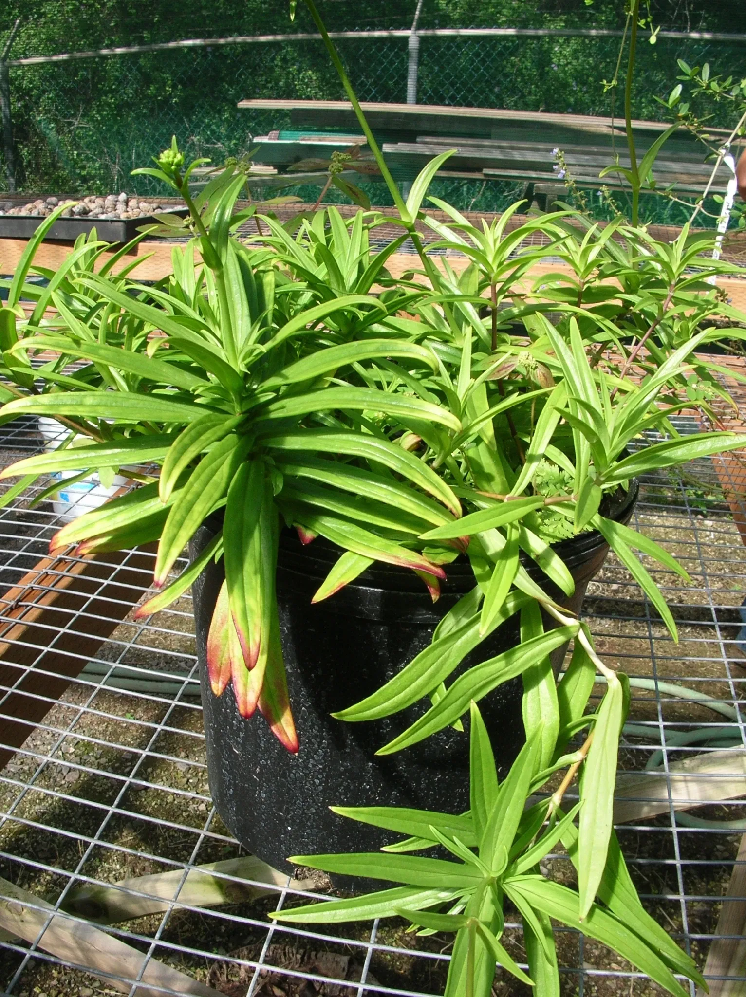 Jardín botánico de Maui Nui
