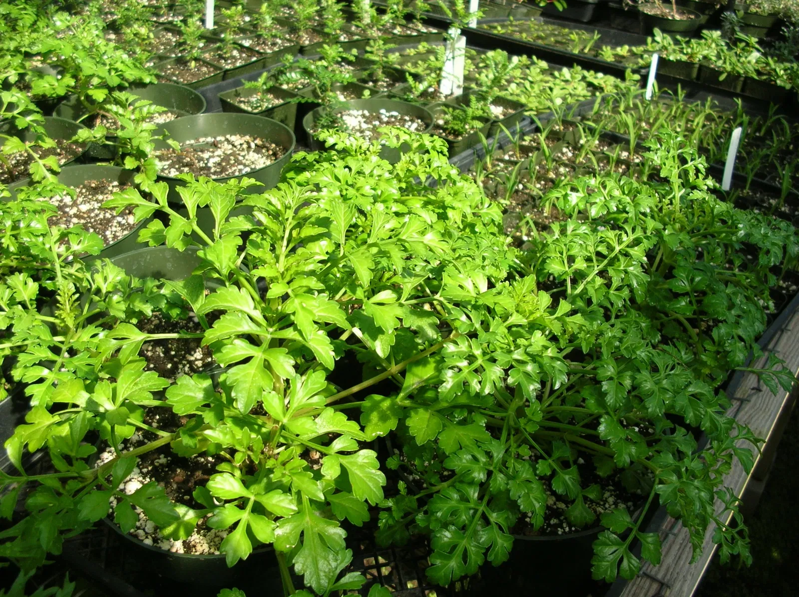 Jardín botánico de Maui Nui