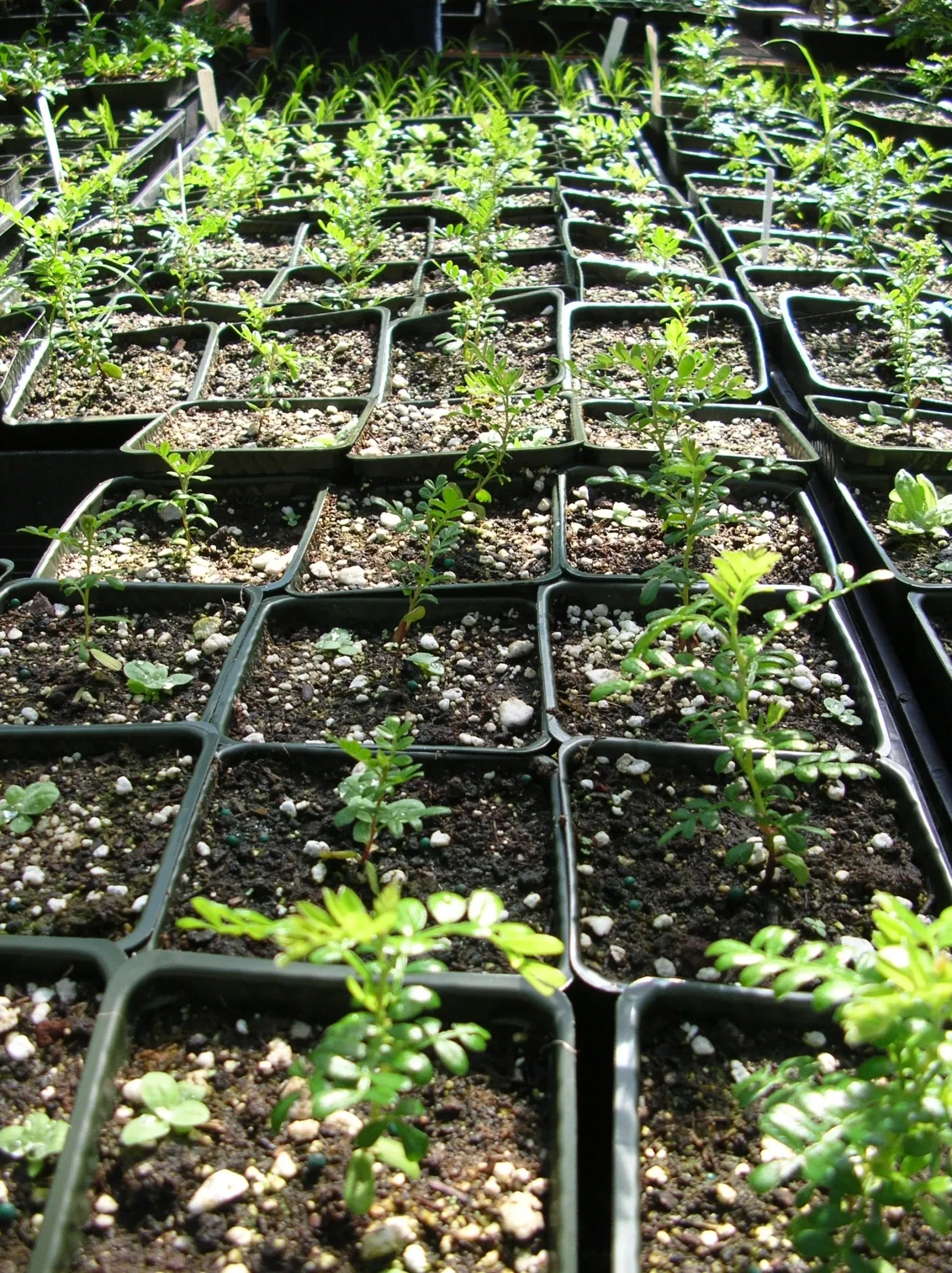 Maui Nui Botanical Gardens