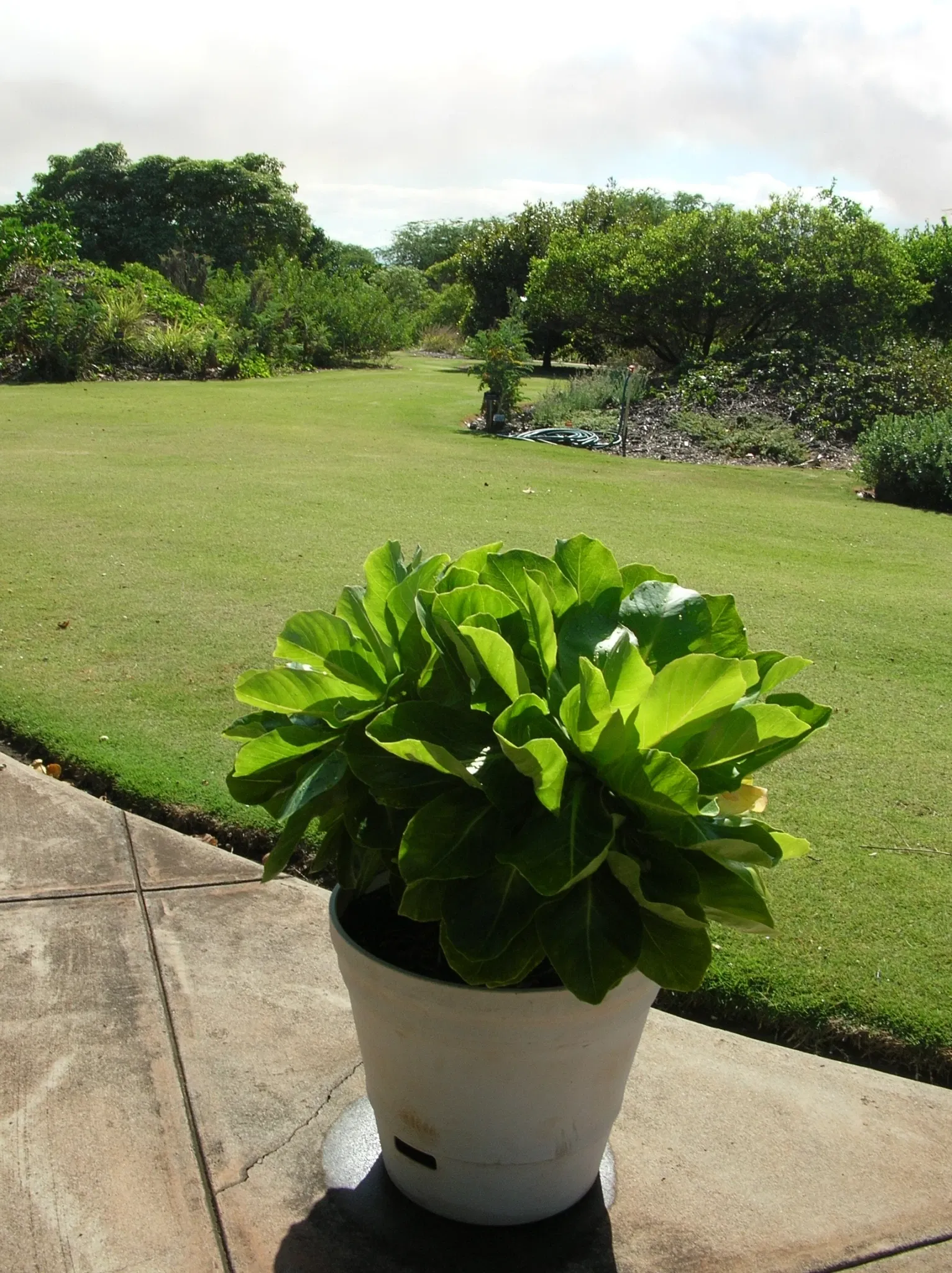 Maui Nui Botanical Gardens