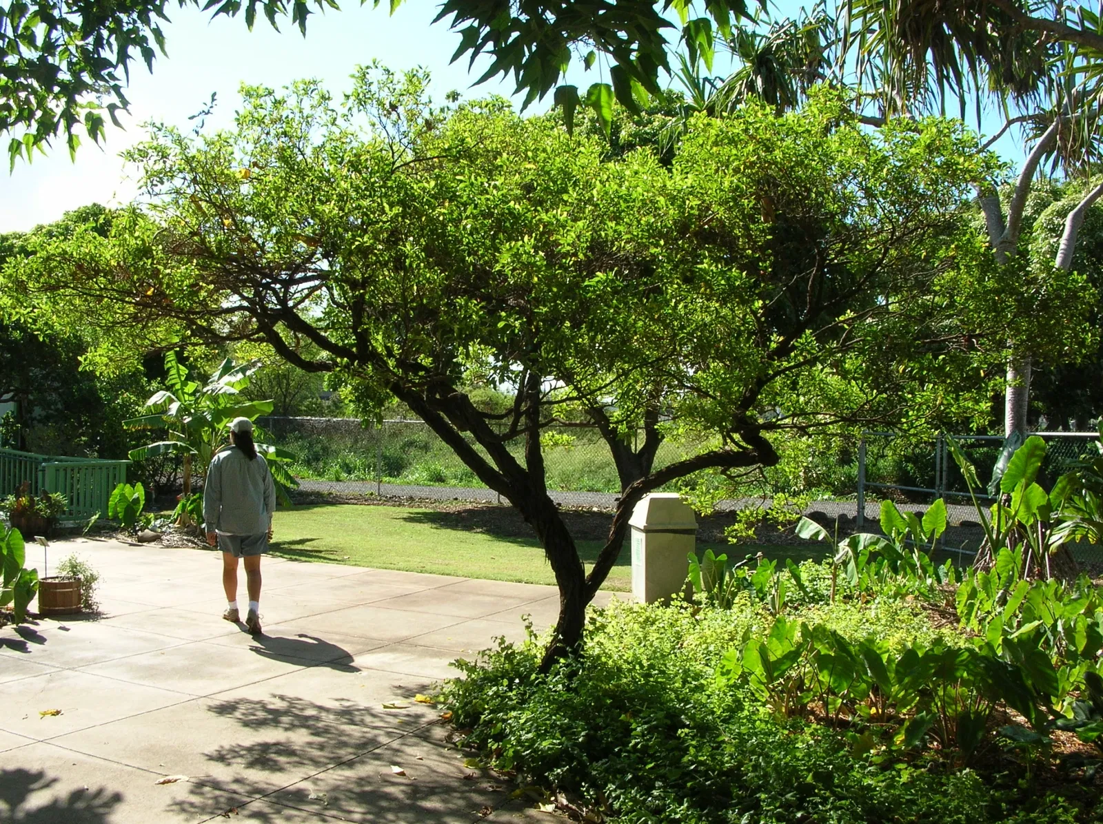 Maui Nui Botanical Gardens