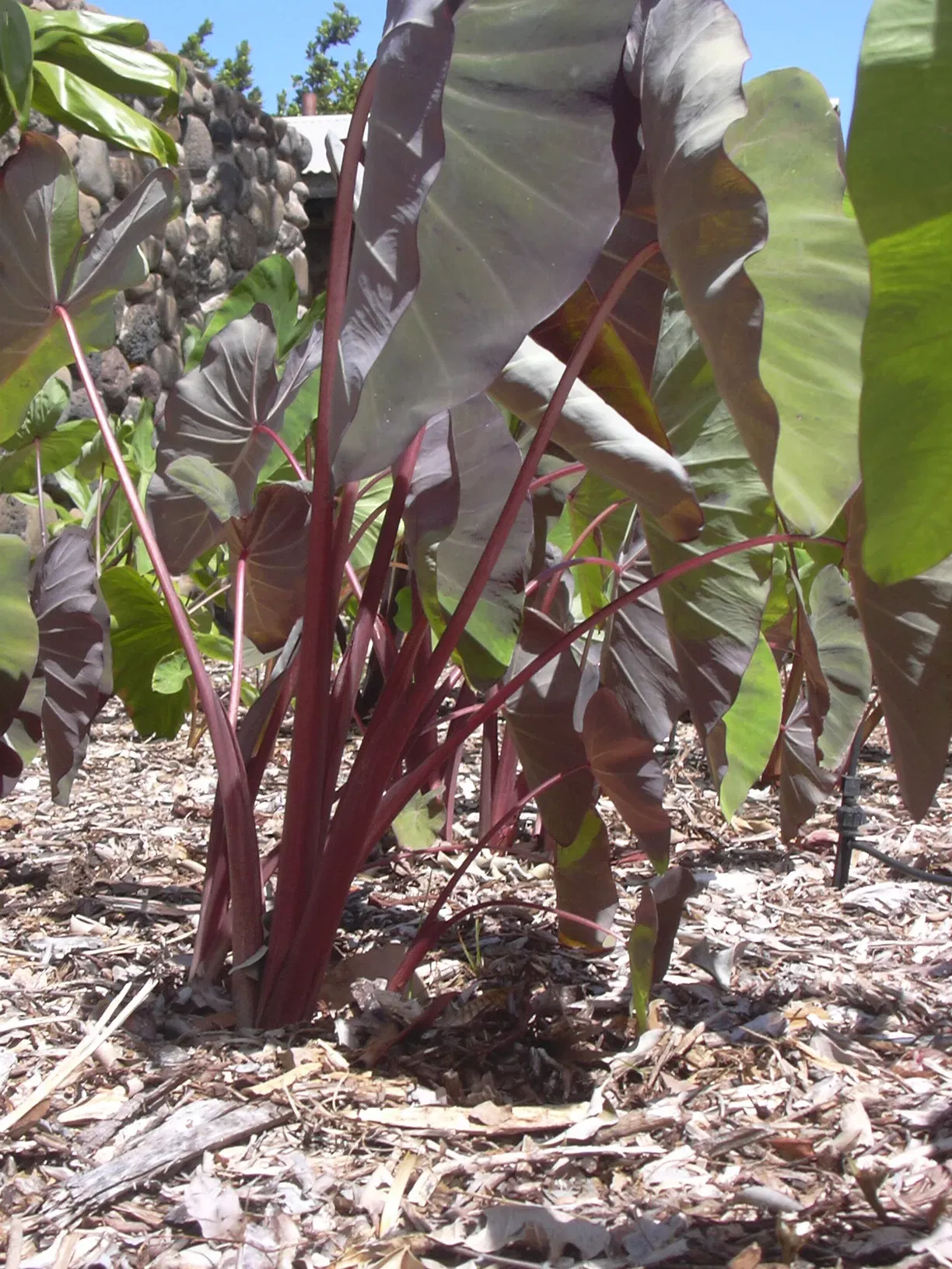 Jardín botánico de Maui Nui