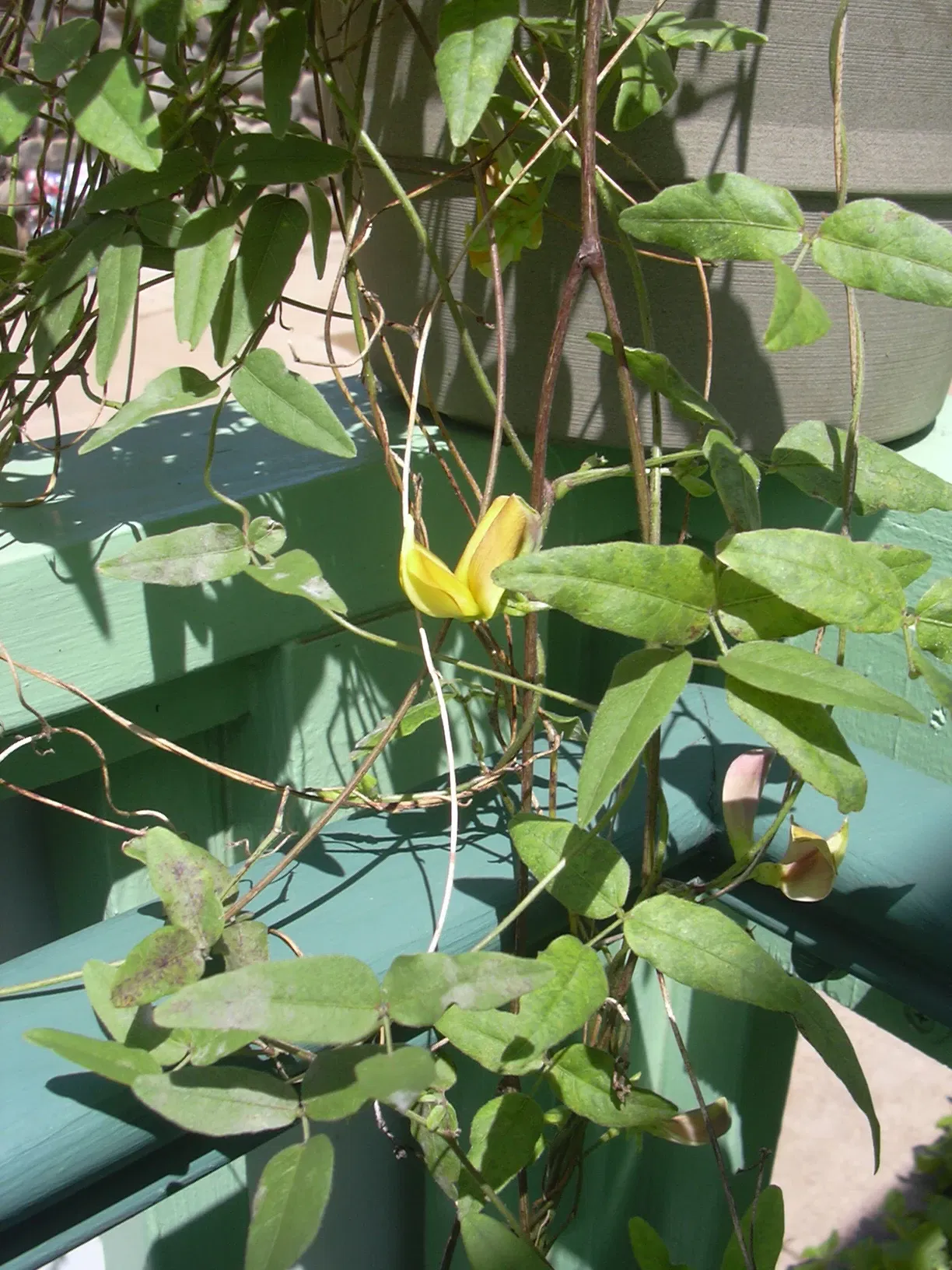 Maui Nui Botanical Gardens