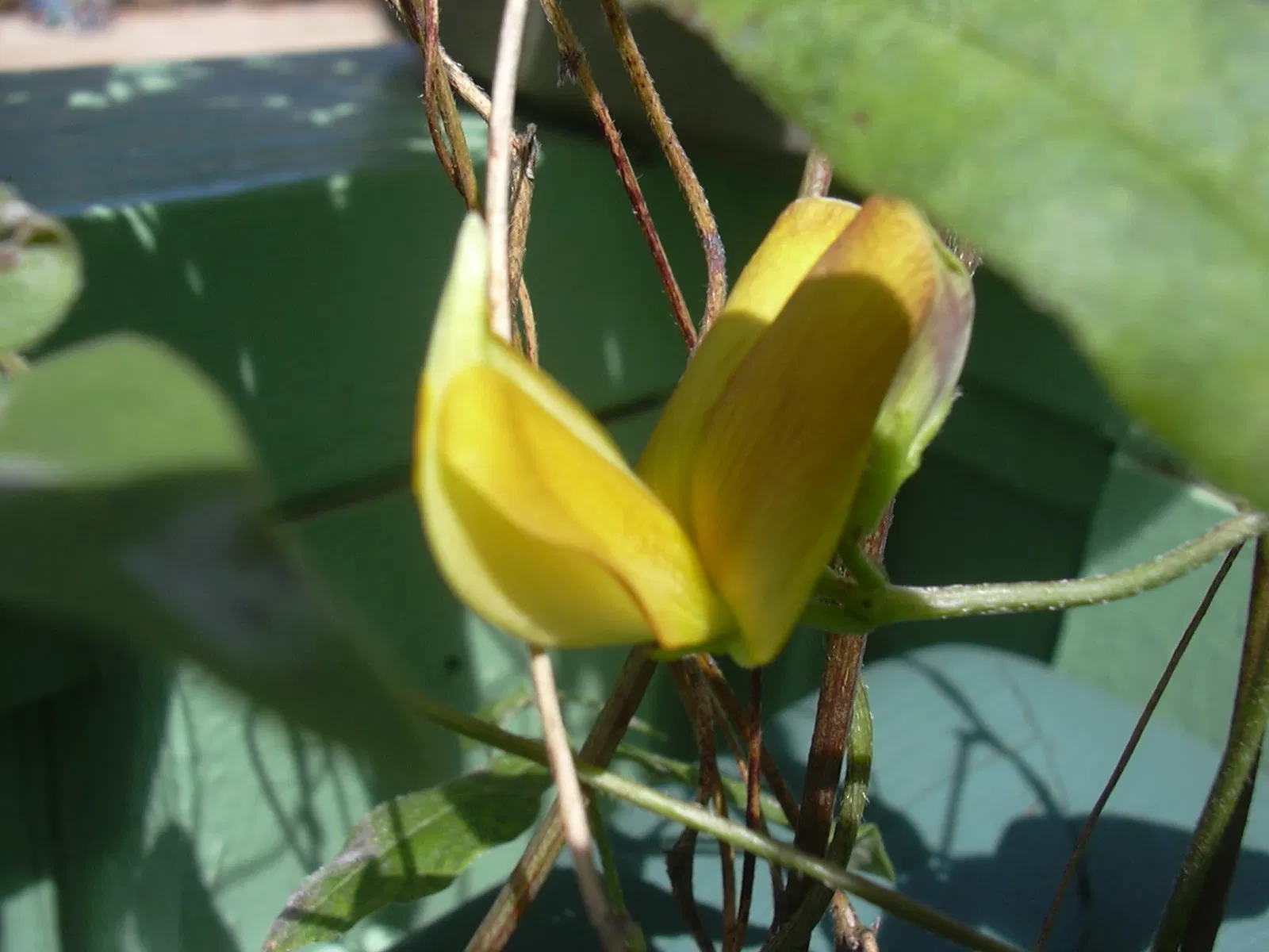 Jardín botánico de Maui Nui