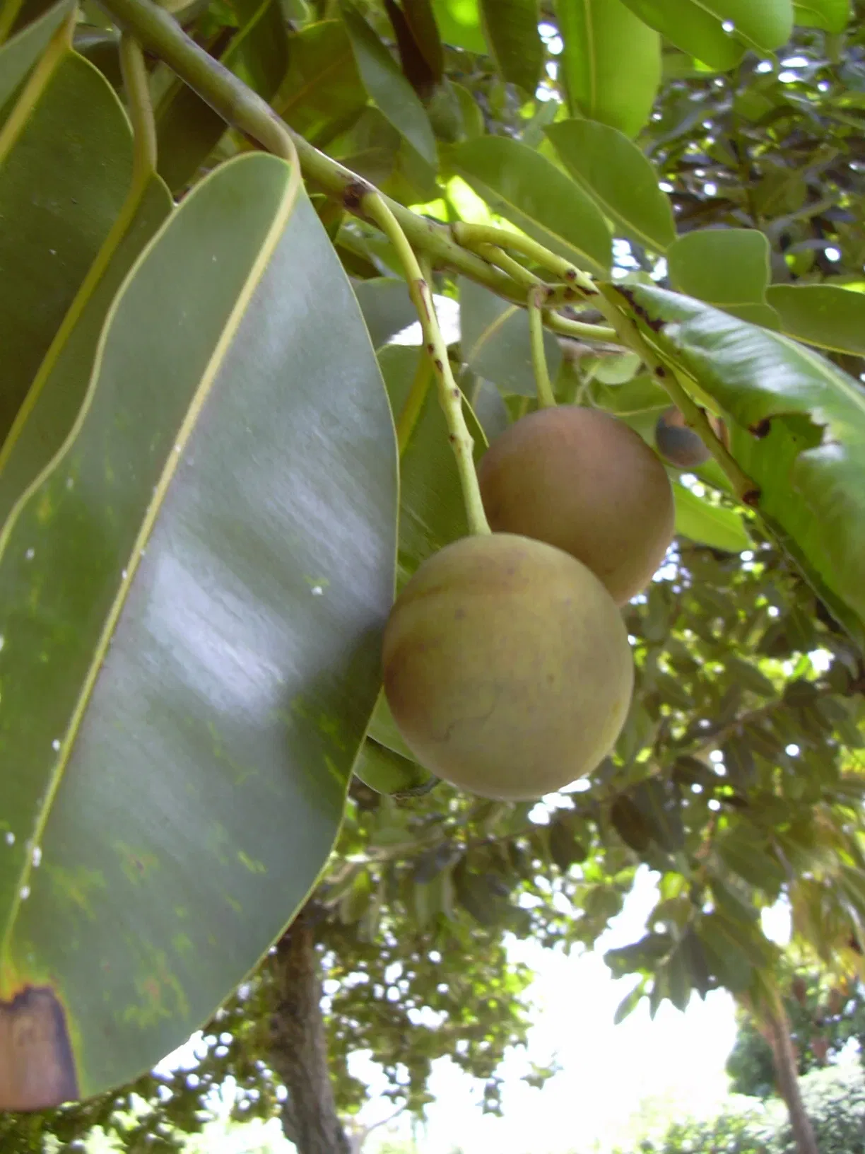 Jardín botánico de Maui Nui