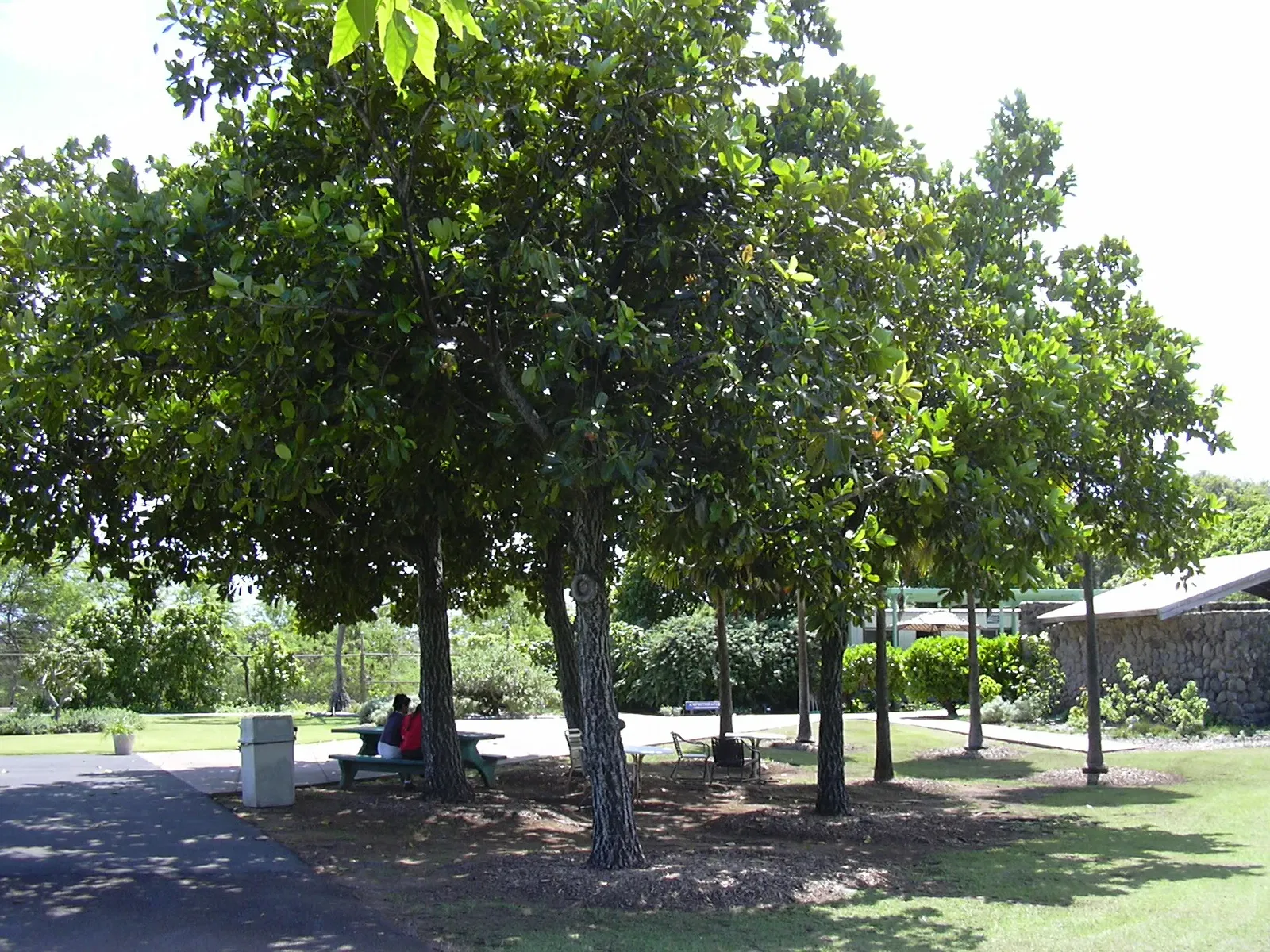 Jardín botánico de Maui Nui