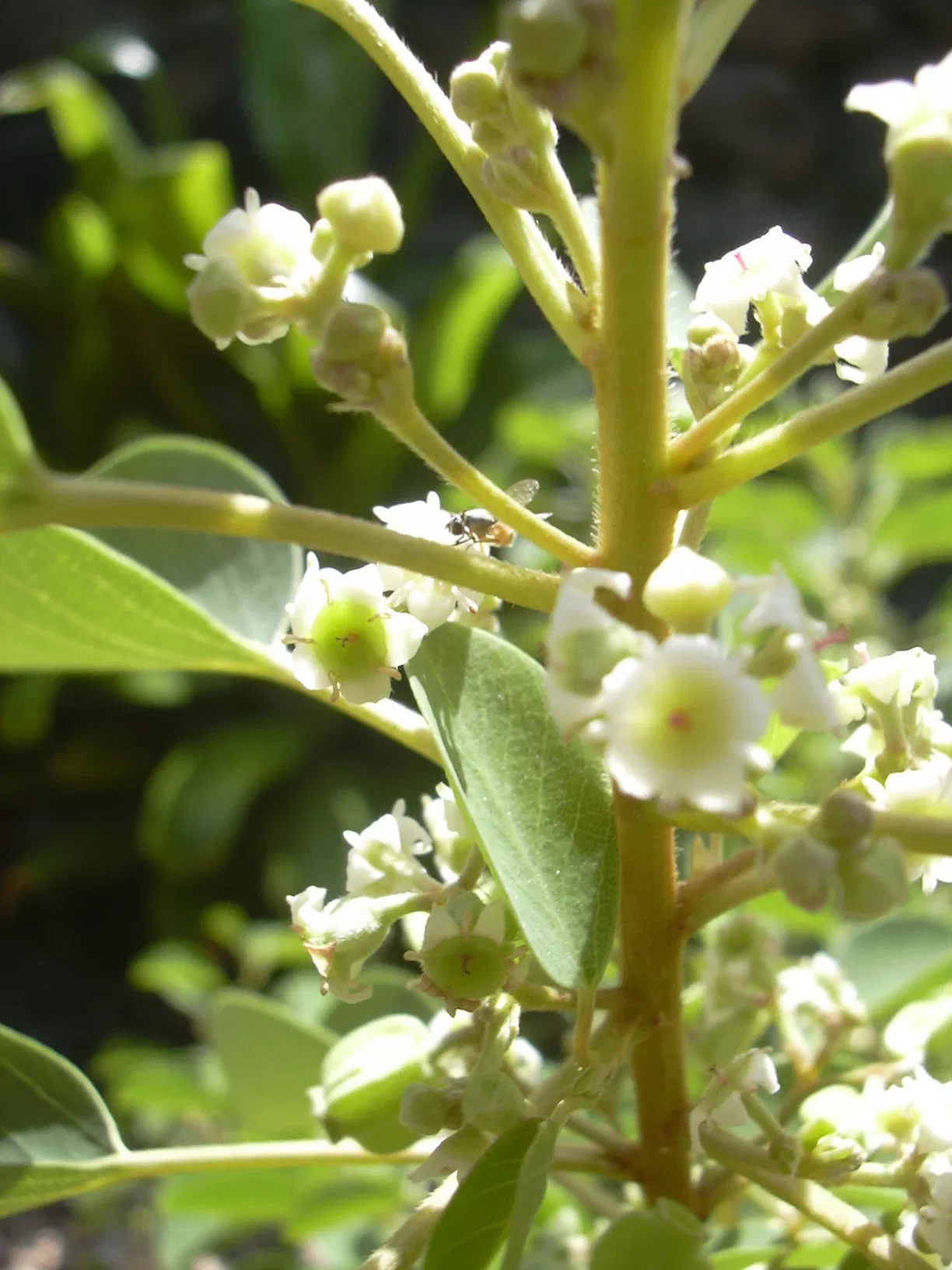 Maui Nui Botanical Gardens