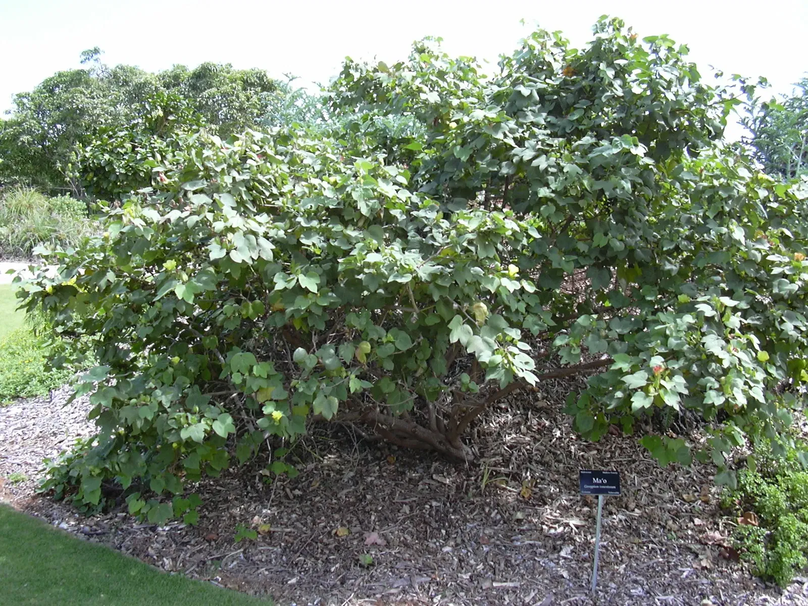 Maui Nui Botanical Gardens