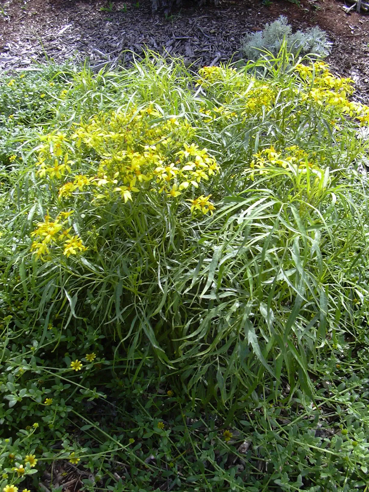 Jardín botánico de Maui Nui