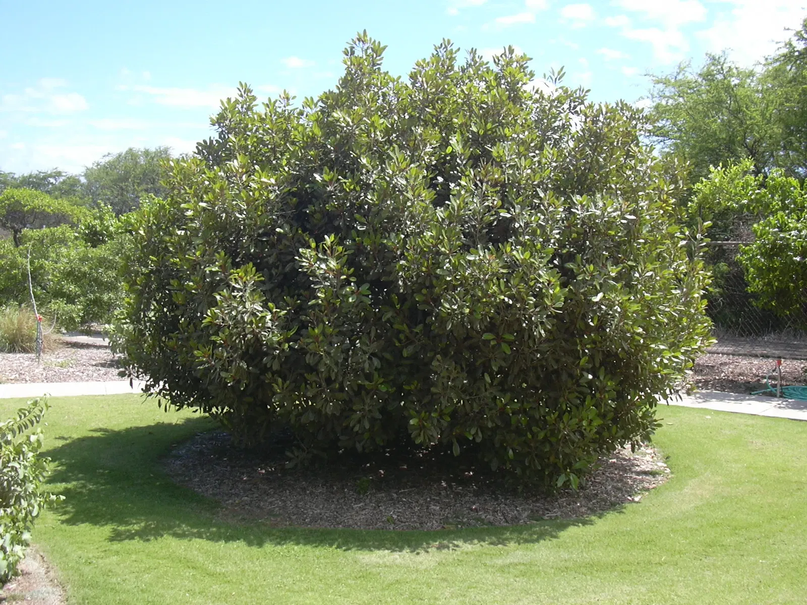 Jardín botánico de Maui Nui