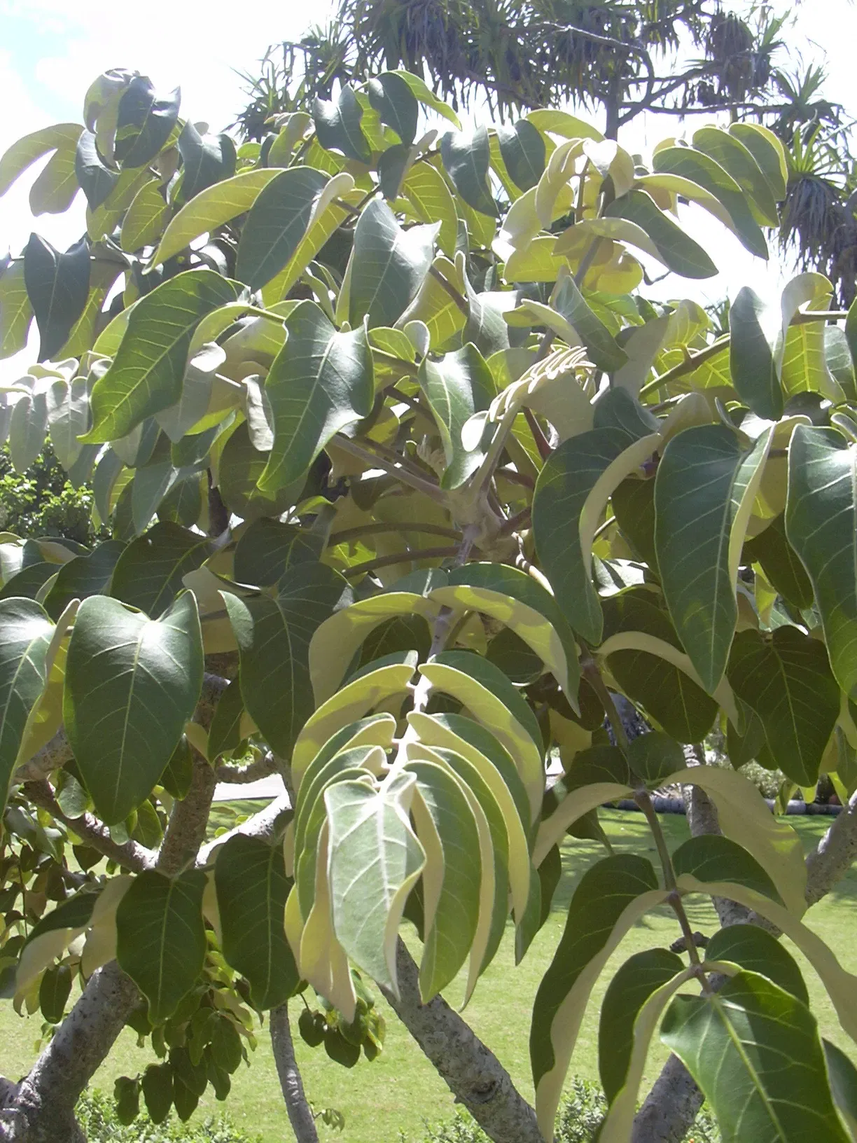 Jardín botánico de Maui Nui