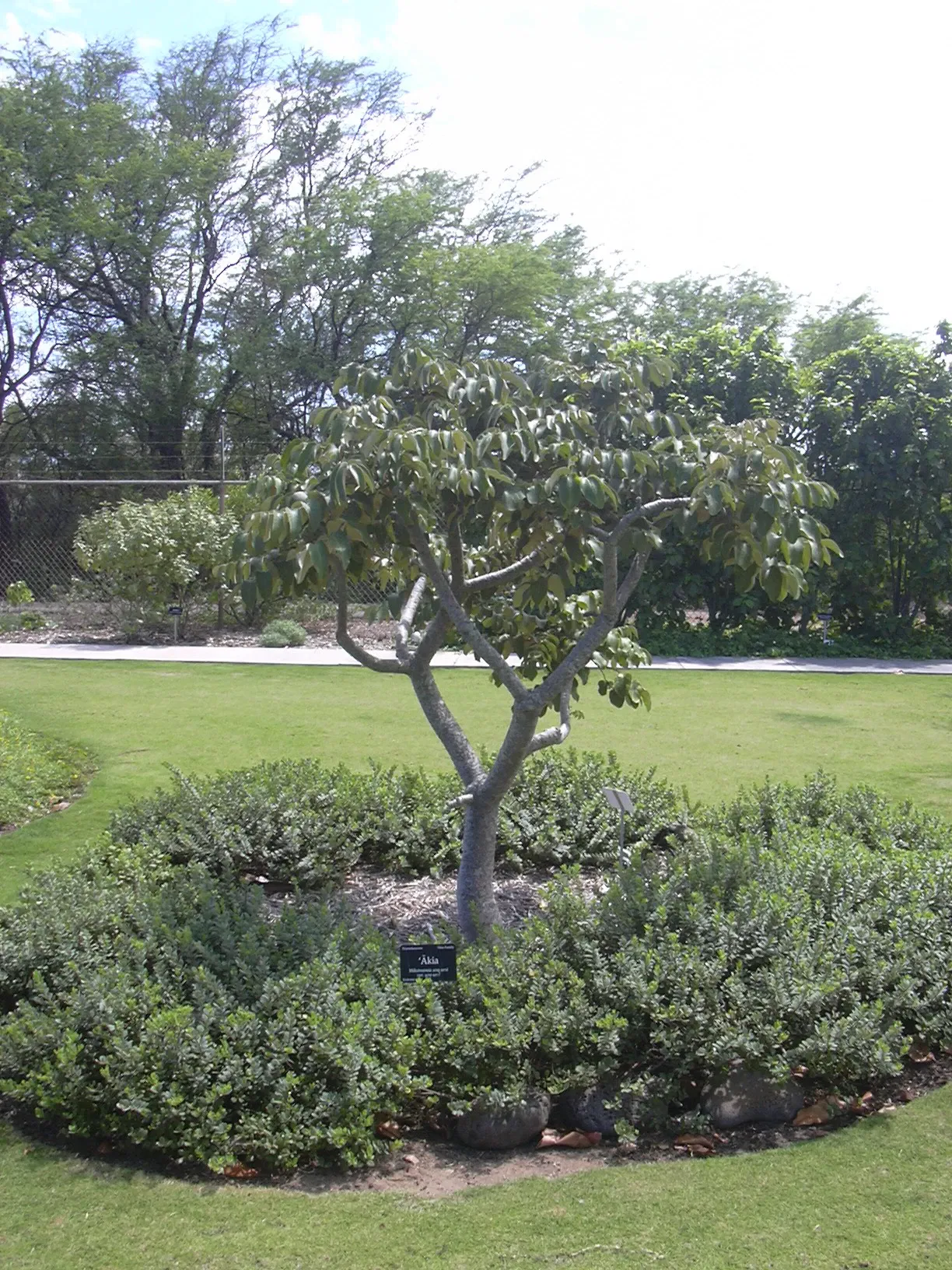 Jardín botánico de Maui Nui