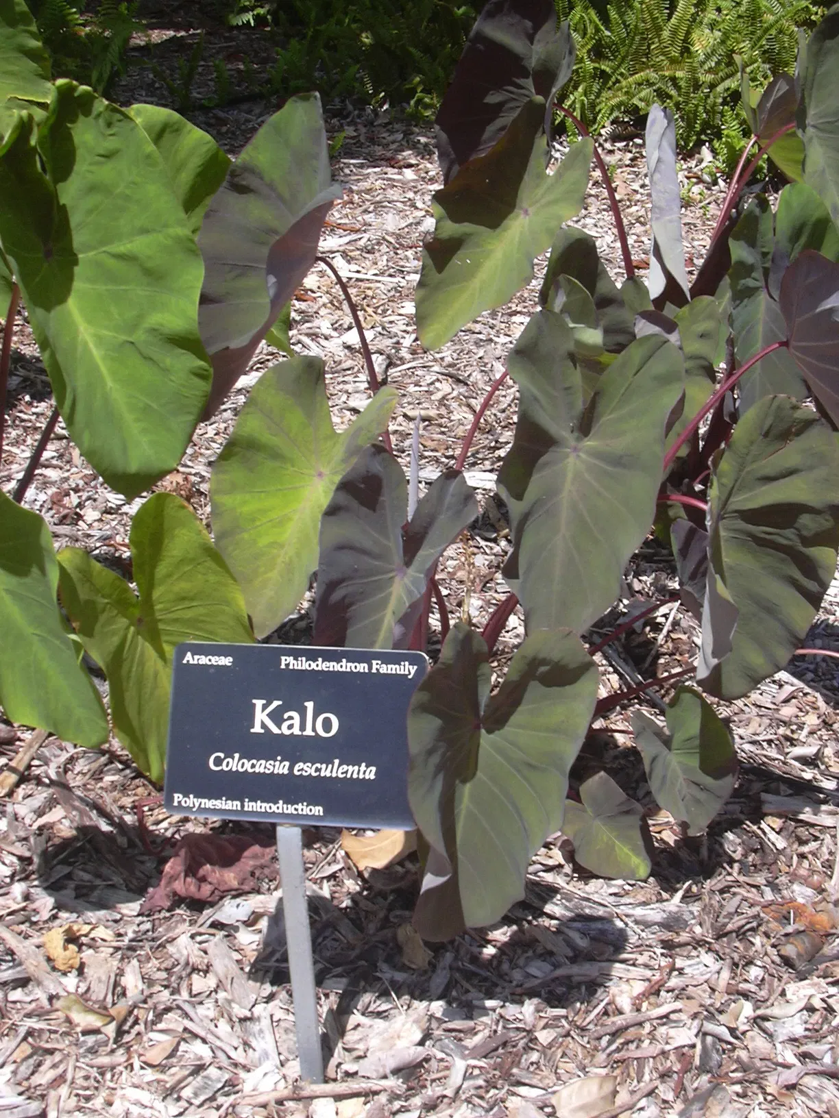 Maui Nui Botanical Gardens