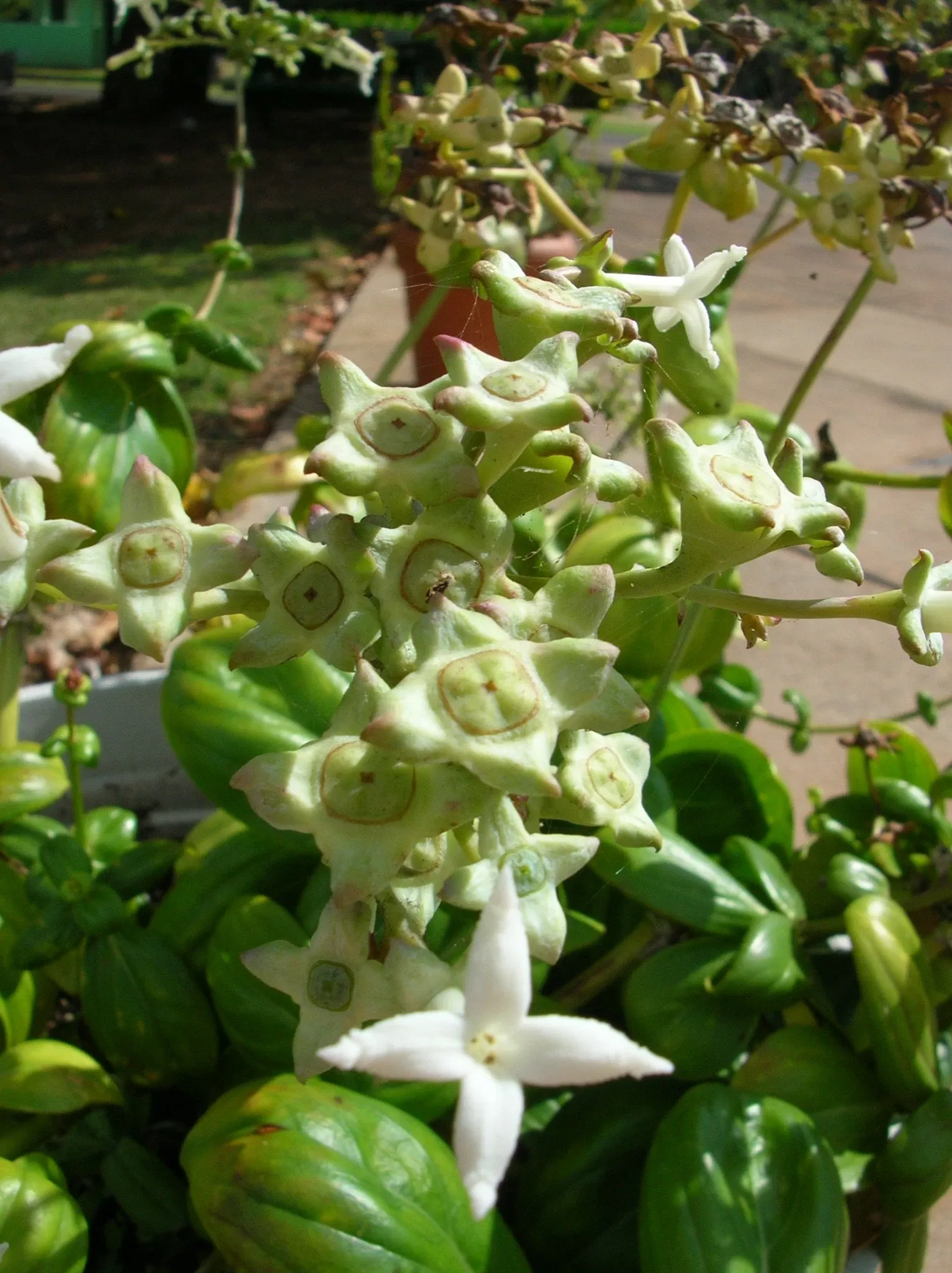 Jardín botánico de Maui Nui