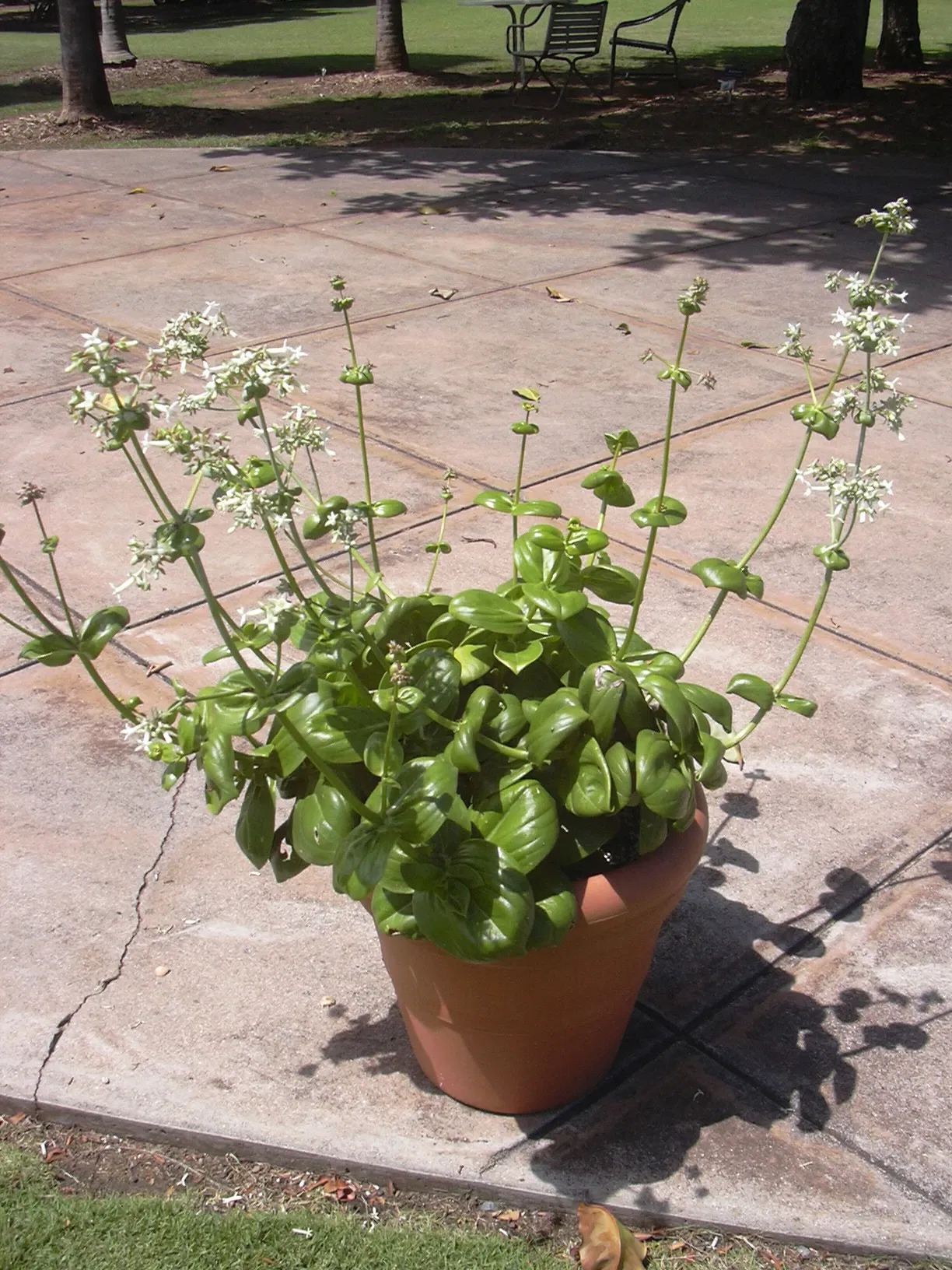 Jardín botánico de Maui Nui