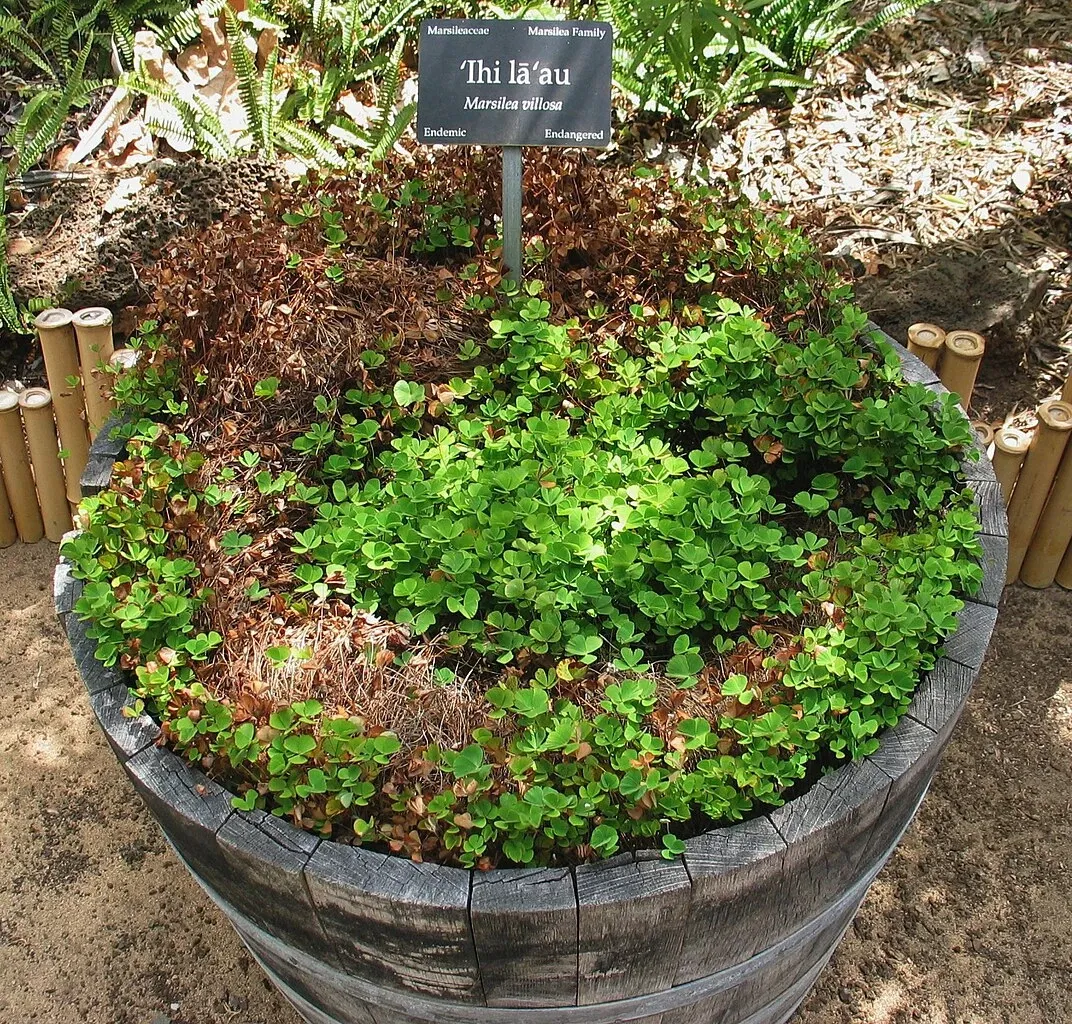 Maui Nui Botanical Gardens