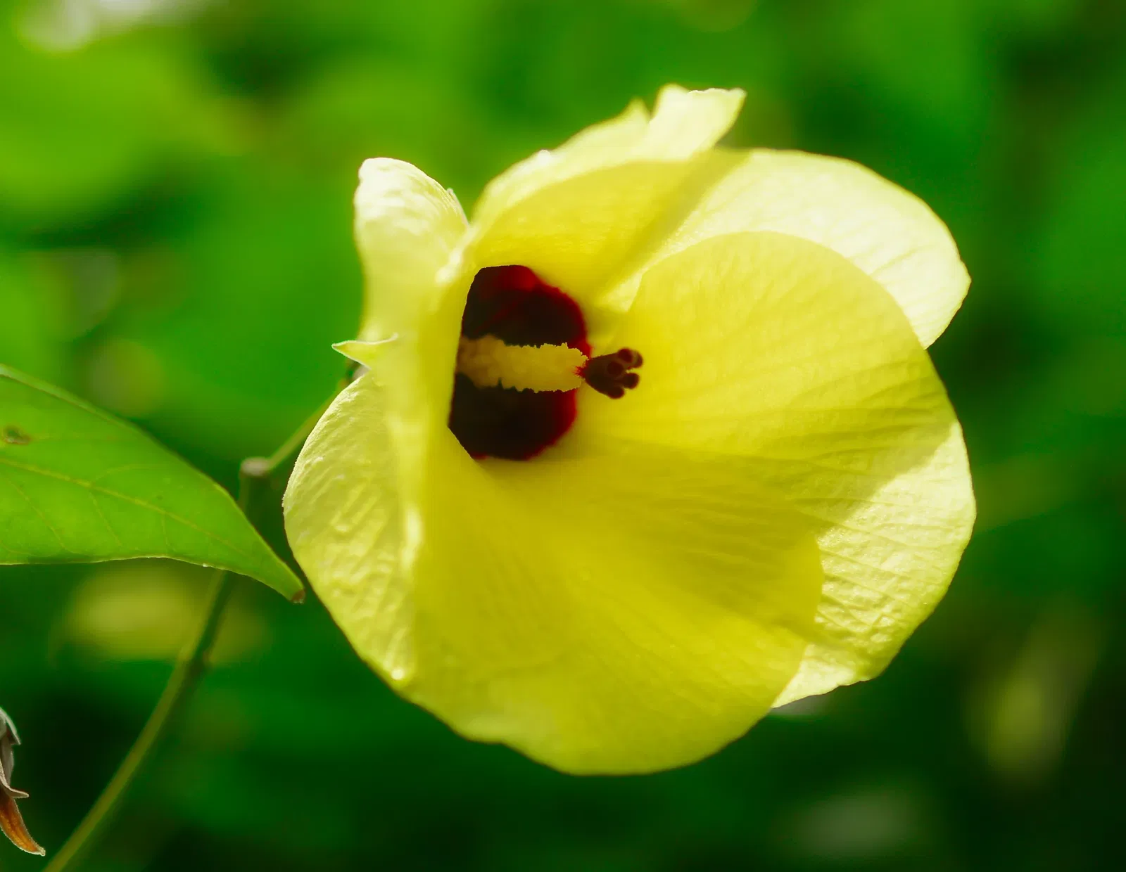 Jardín botánico de Maui Nui