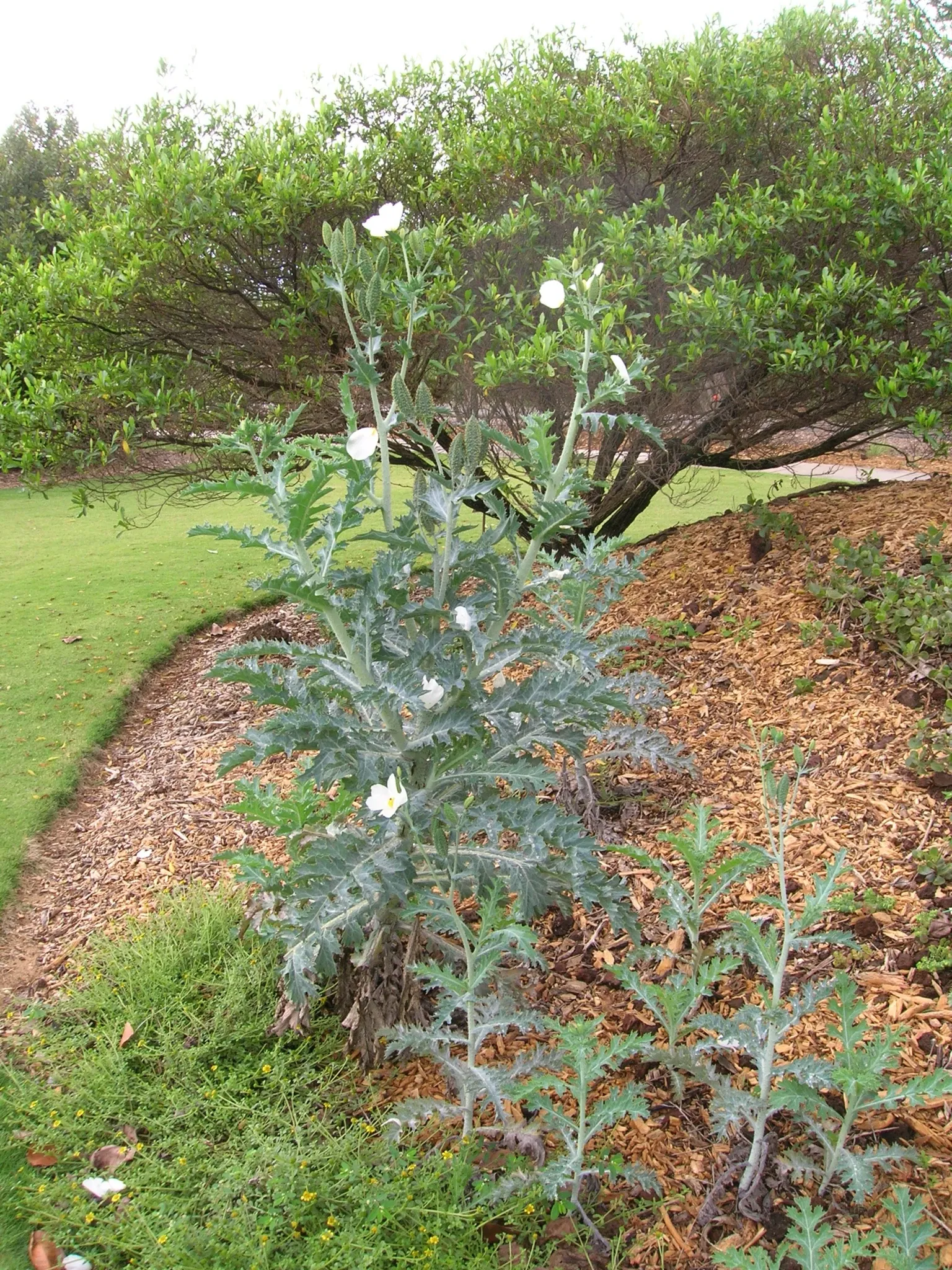 Jardín botánico de Maui Nui