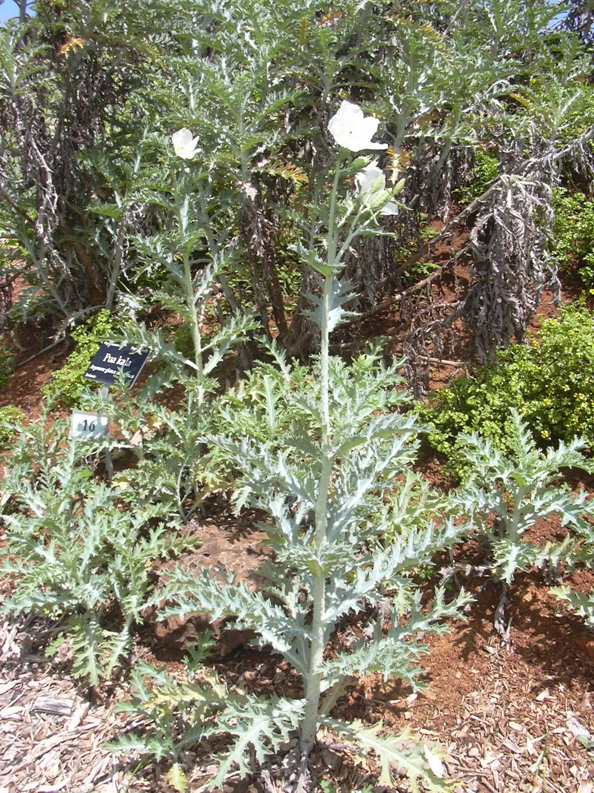 Jardín botánico de Maui Nui